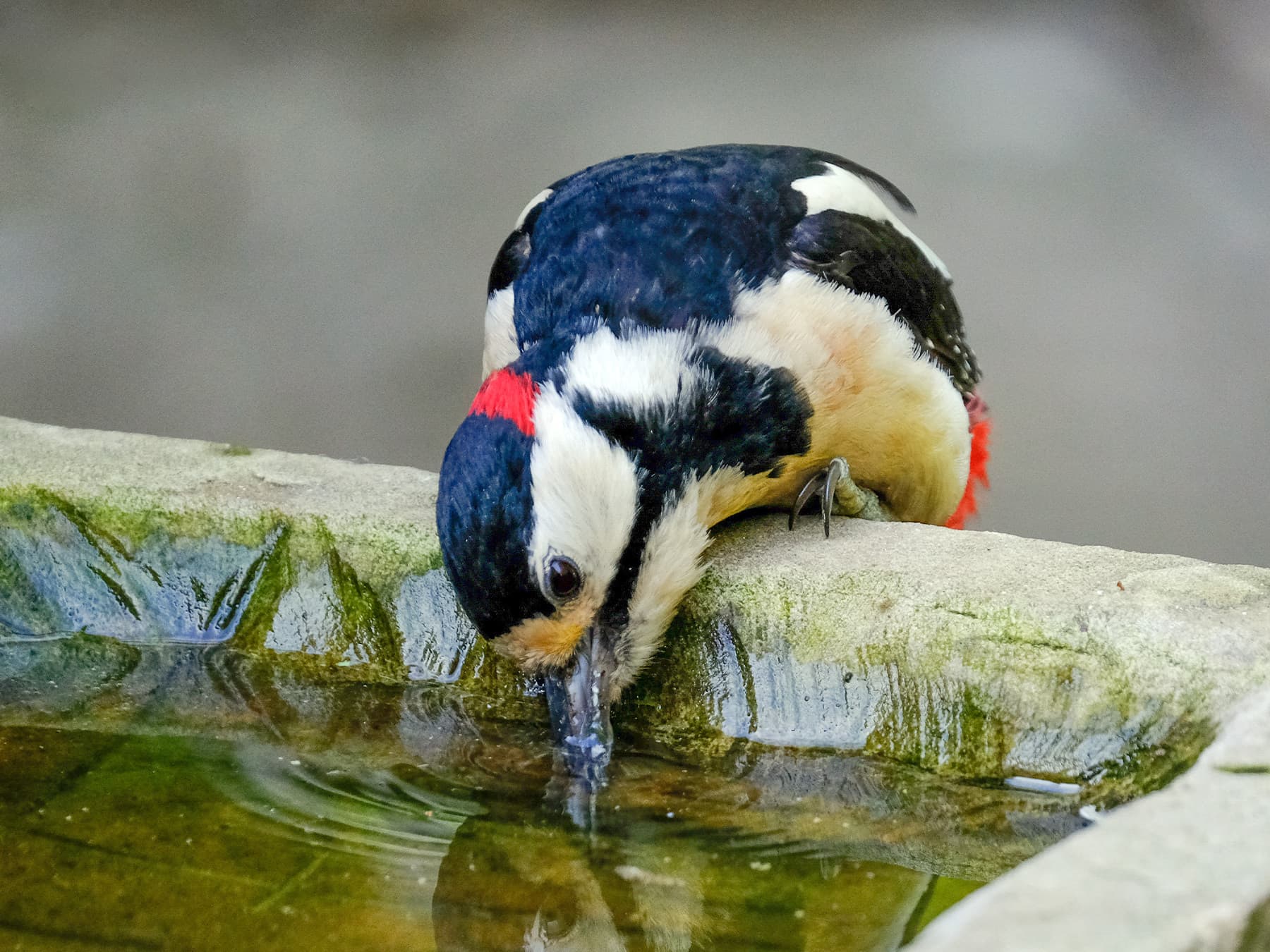 Great spotted woodpecker drinking from bird bath