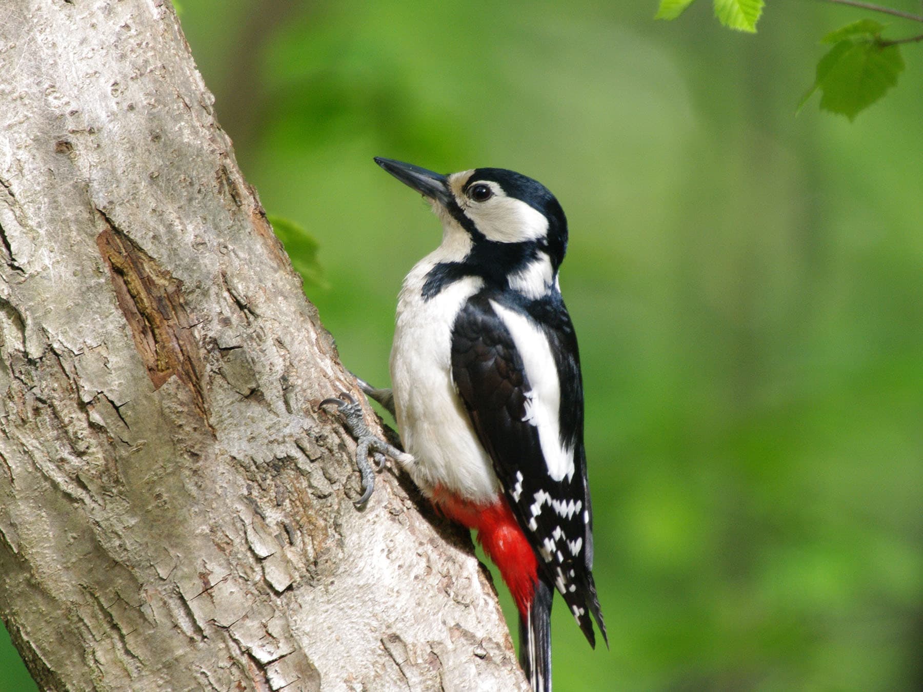 Great spotted woodpecker female
