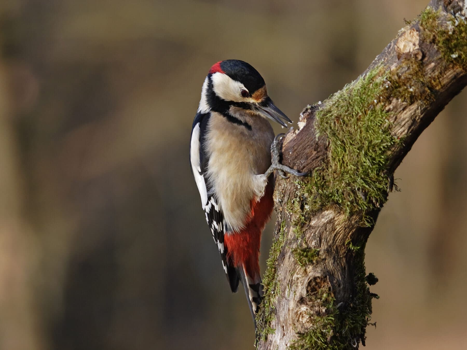 Great spotted woodpecker foraging