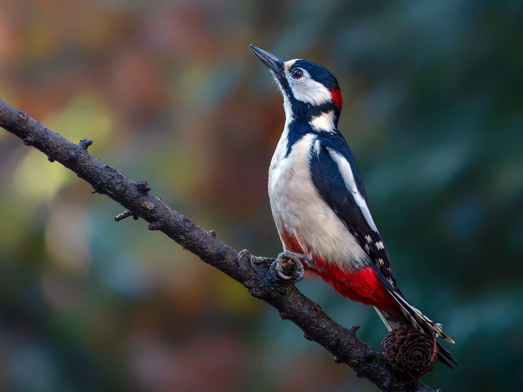 Great spotted woodpecker in the forest