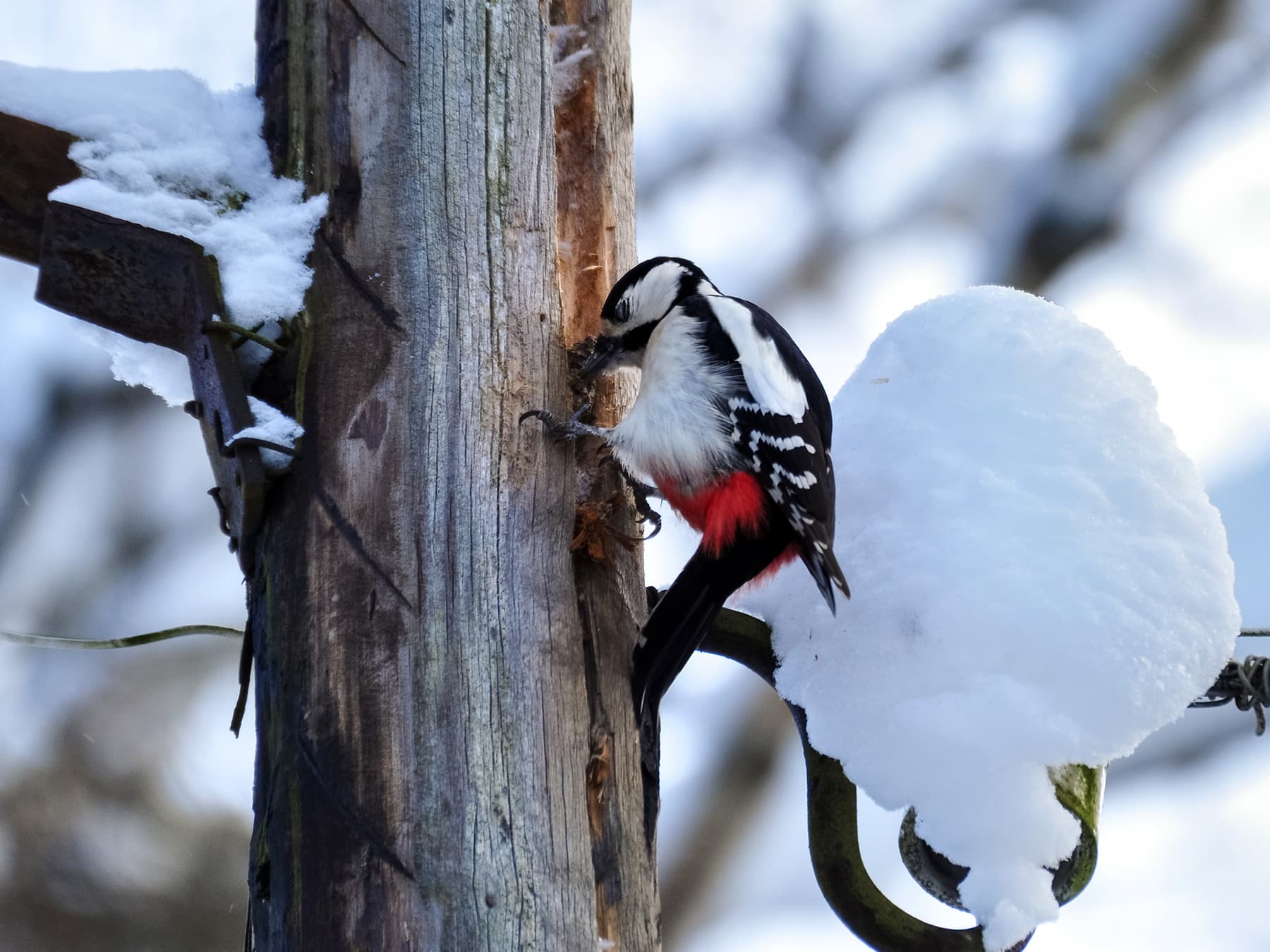Great spotted woodpecker pecking wooden pole