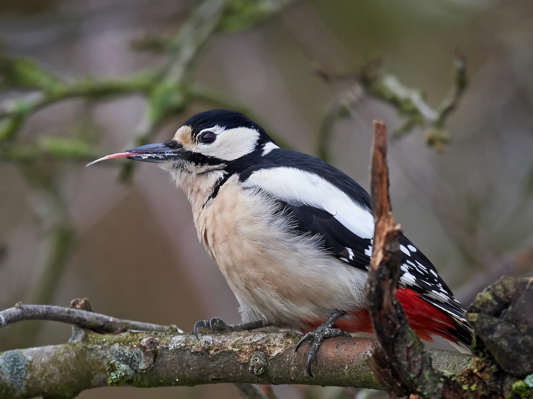 Great spotted woodpecker tongue