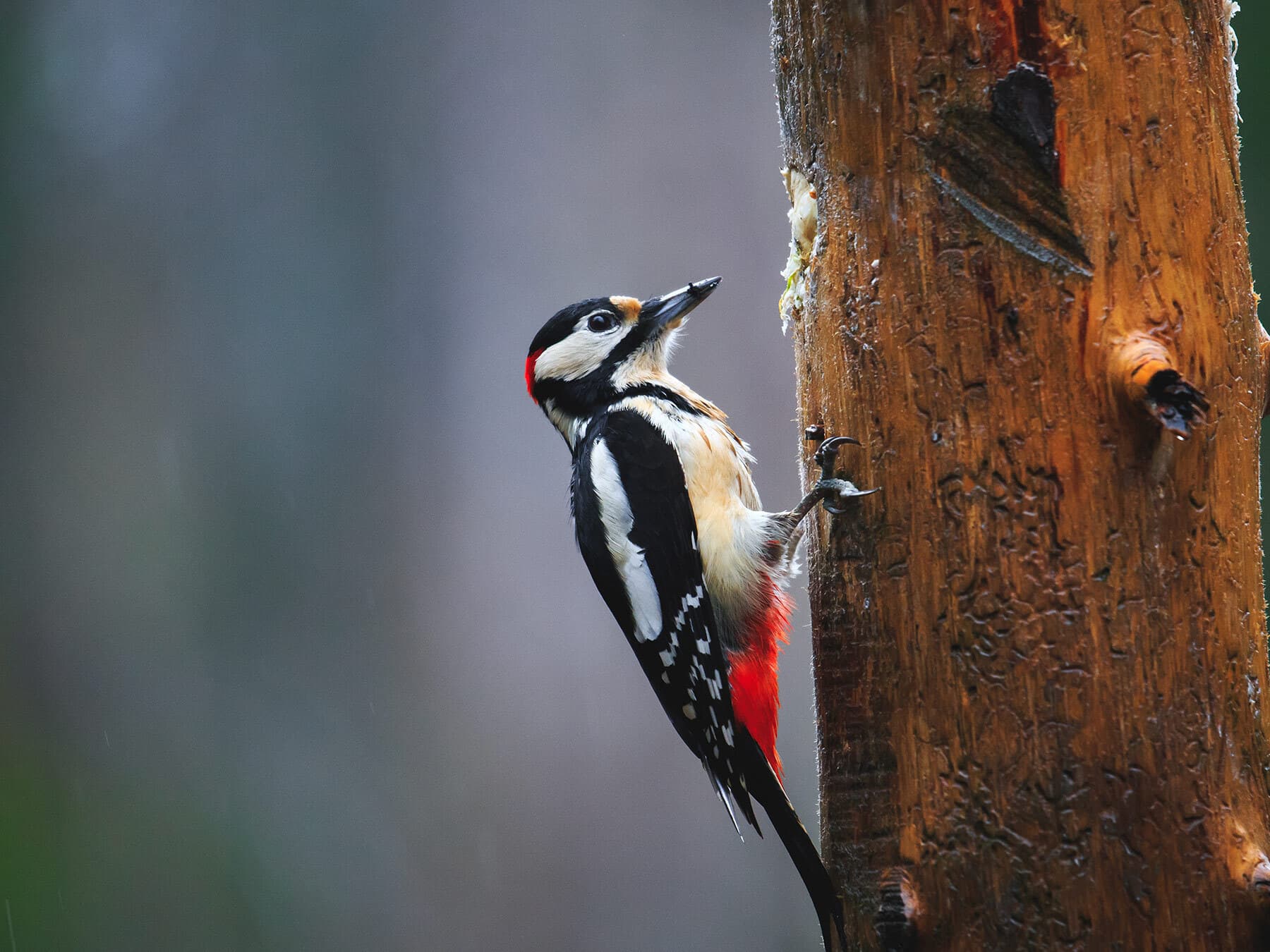 Great spotted woodpecker uk
