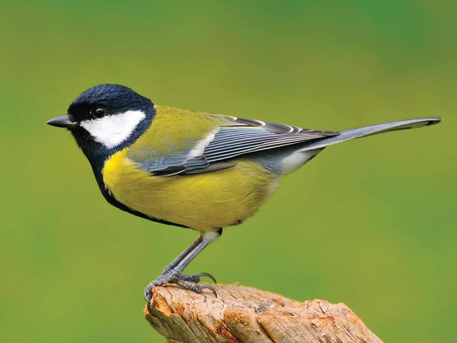 Great Tit