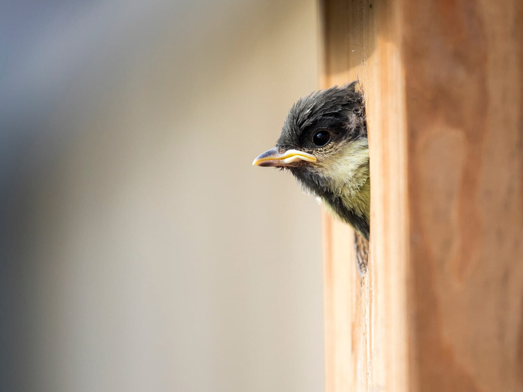 Great tit chick leaving nestbox