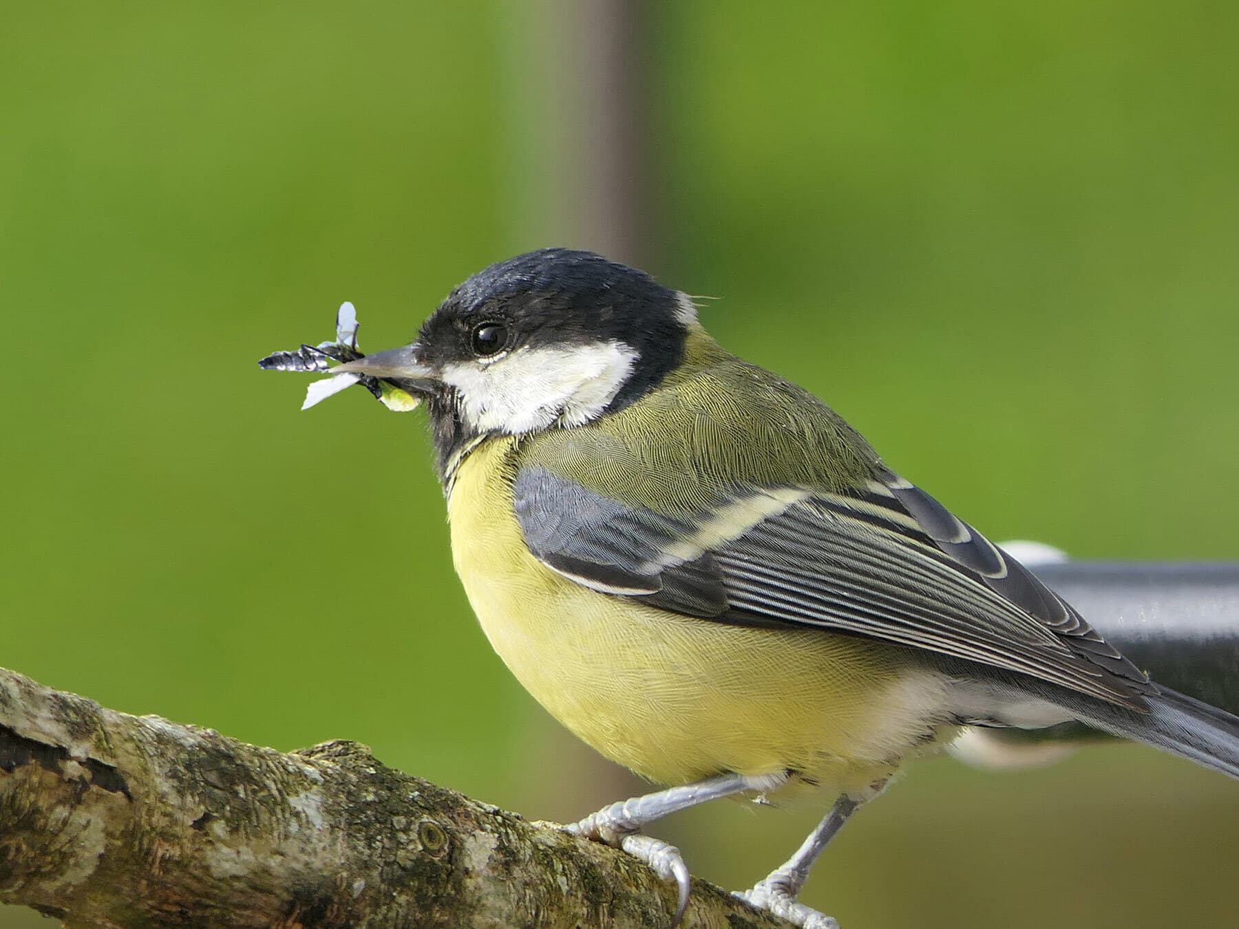Great tit diet