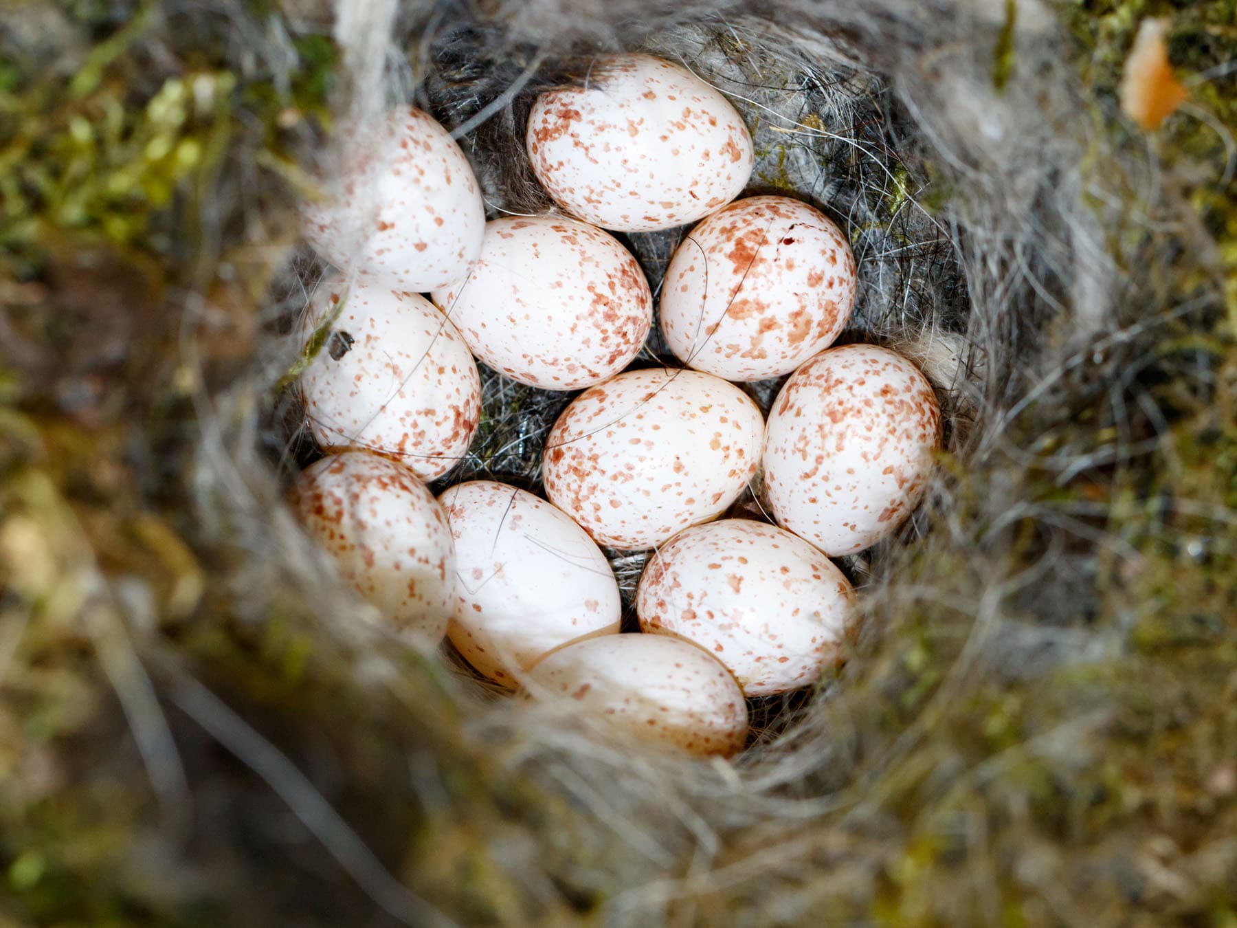 Great tit eggs