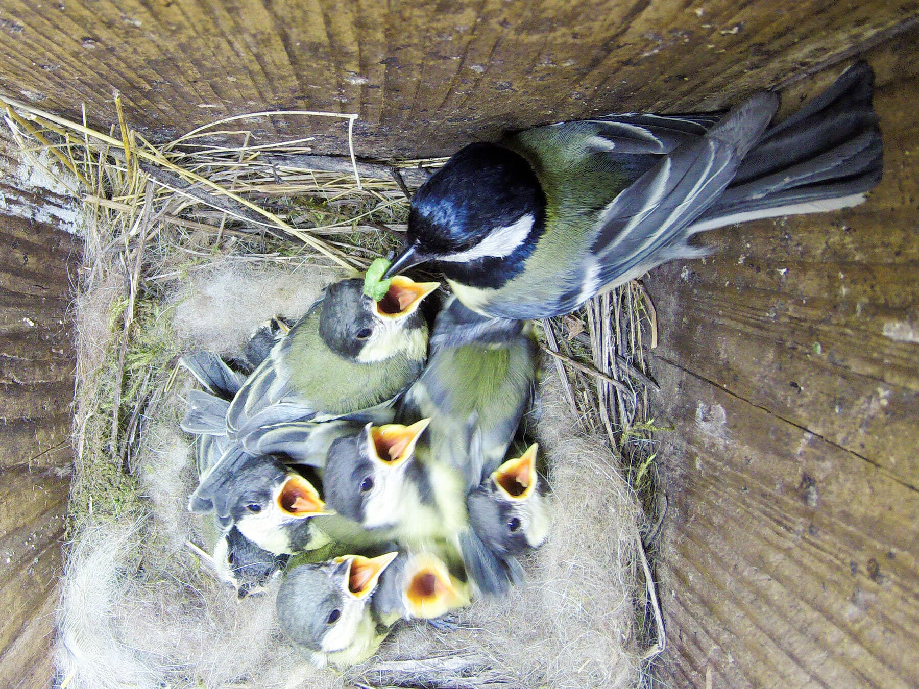 Great tit feeding chicks