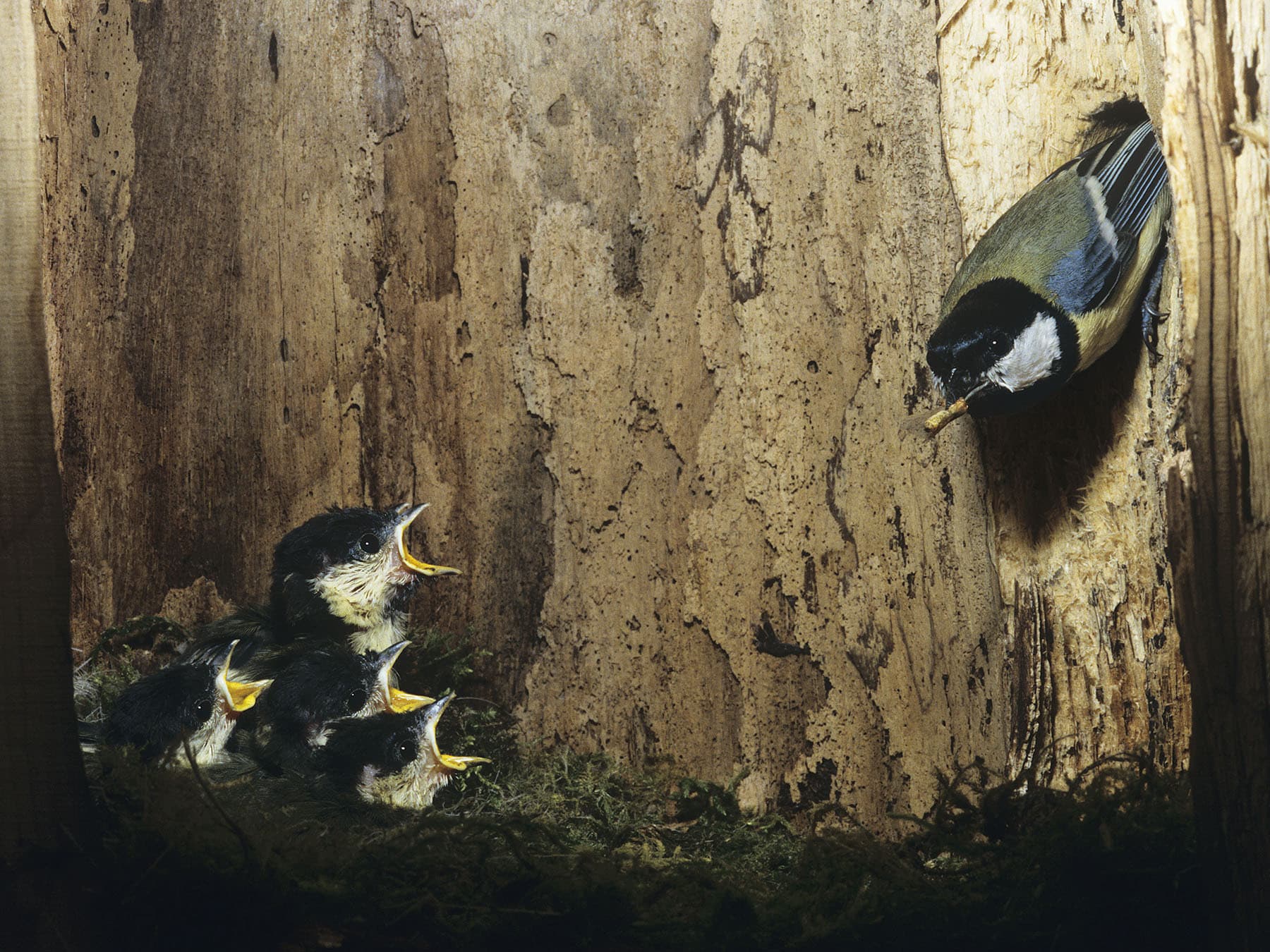 Great tit feeding chicks