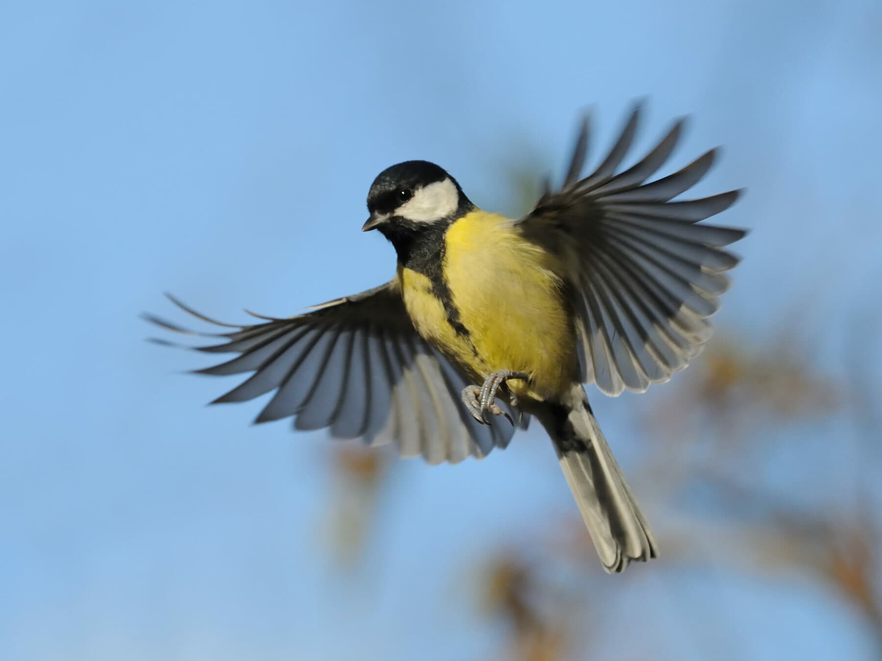 Great tit flying