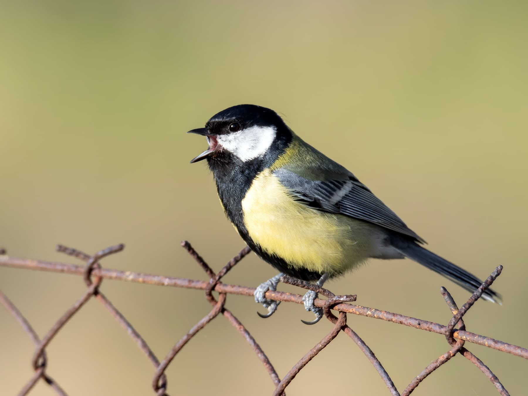 Great tit perched on metal fence singing