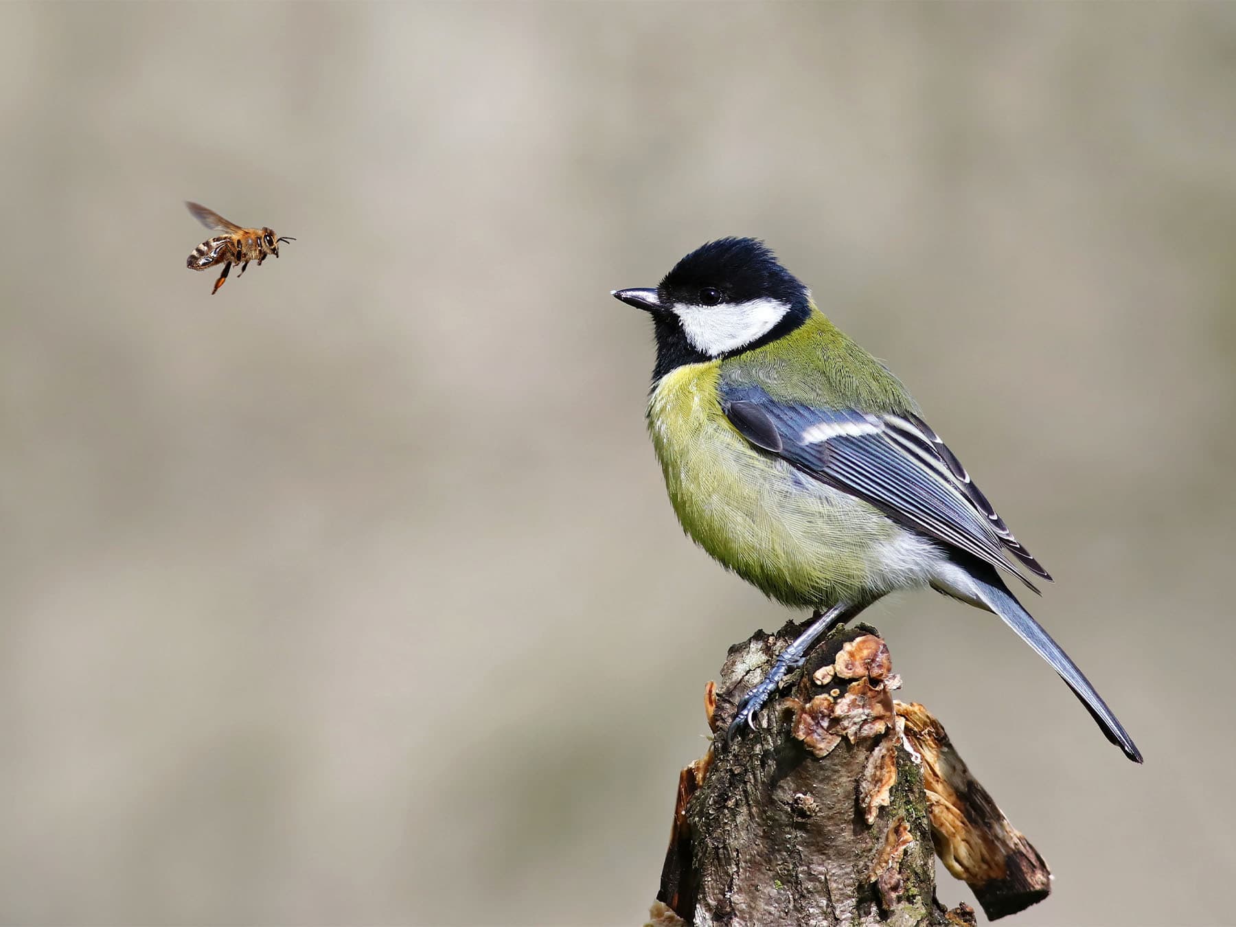 Great tit perching on tree stump