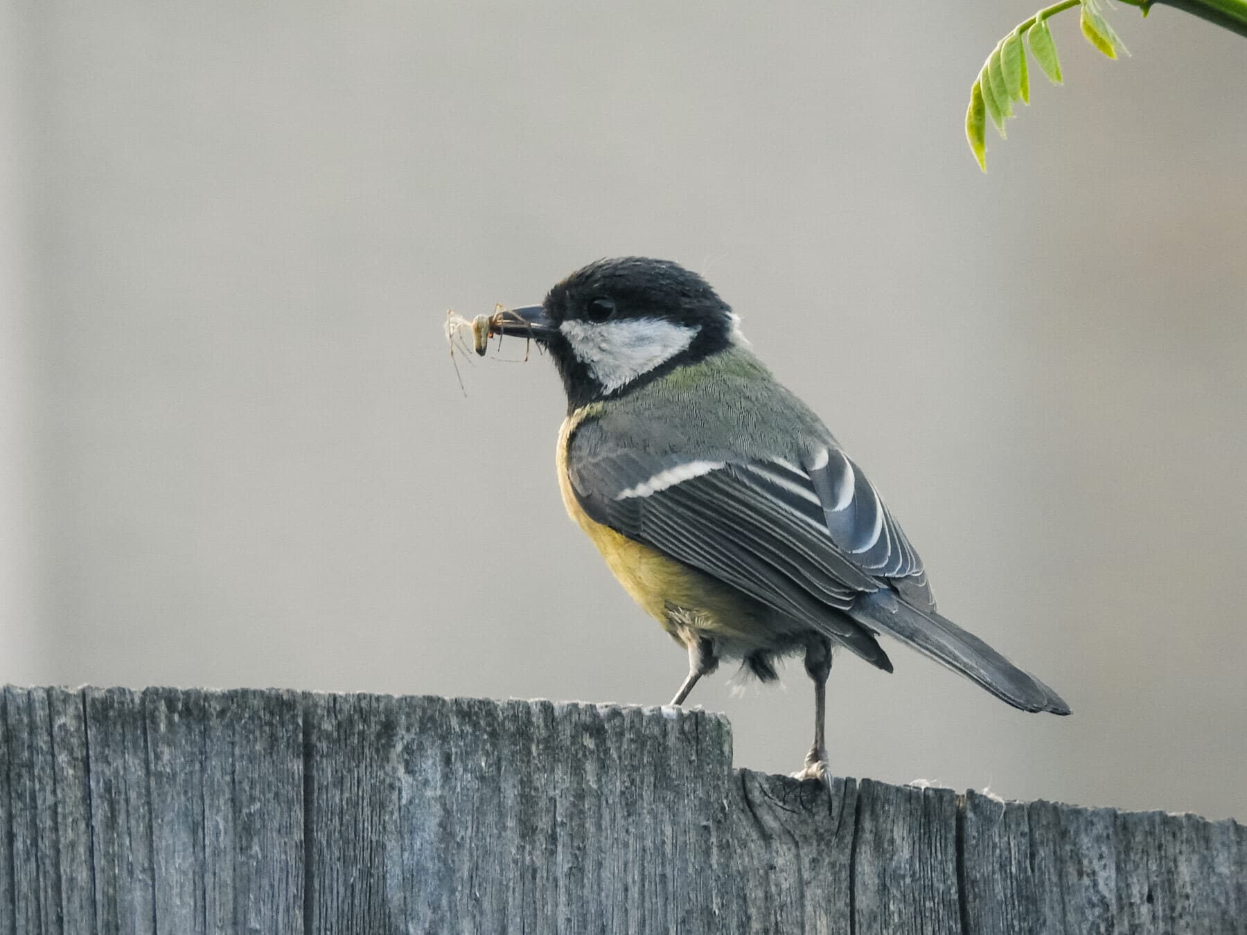 Great tit holding a spider in its beak