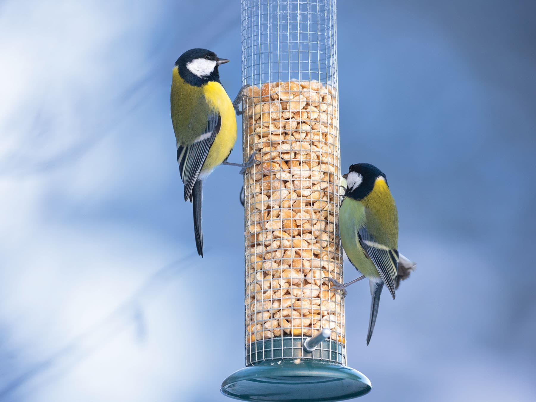 Two Great Tits on a hanging peanut feeder