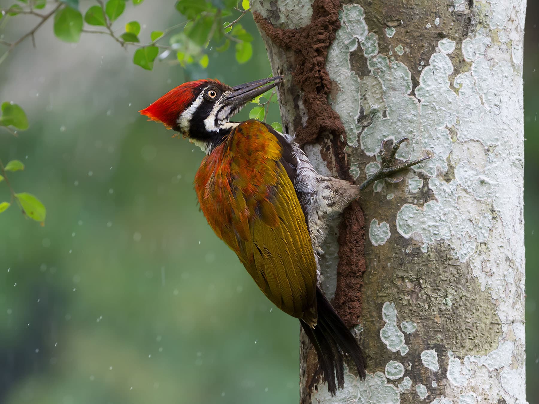 Greater flameback woodpecker drumming