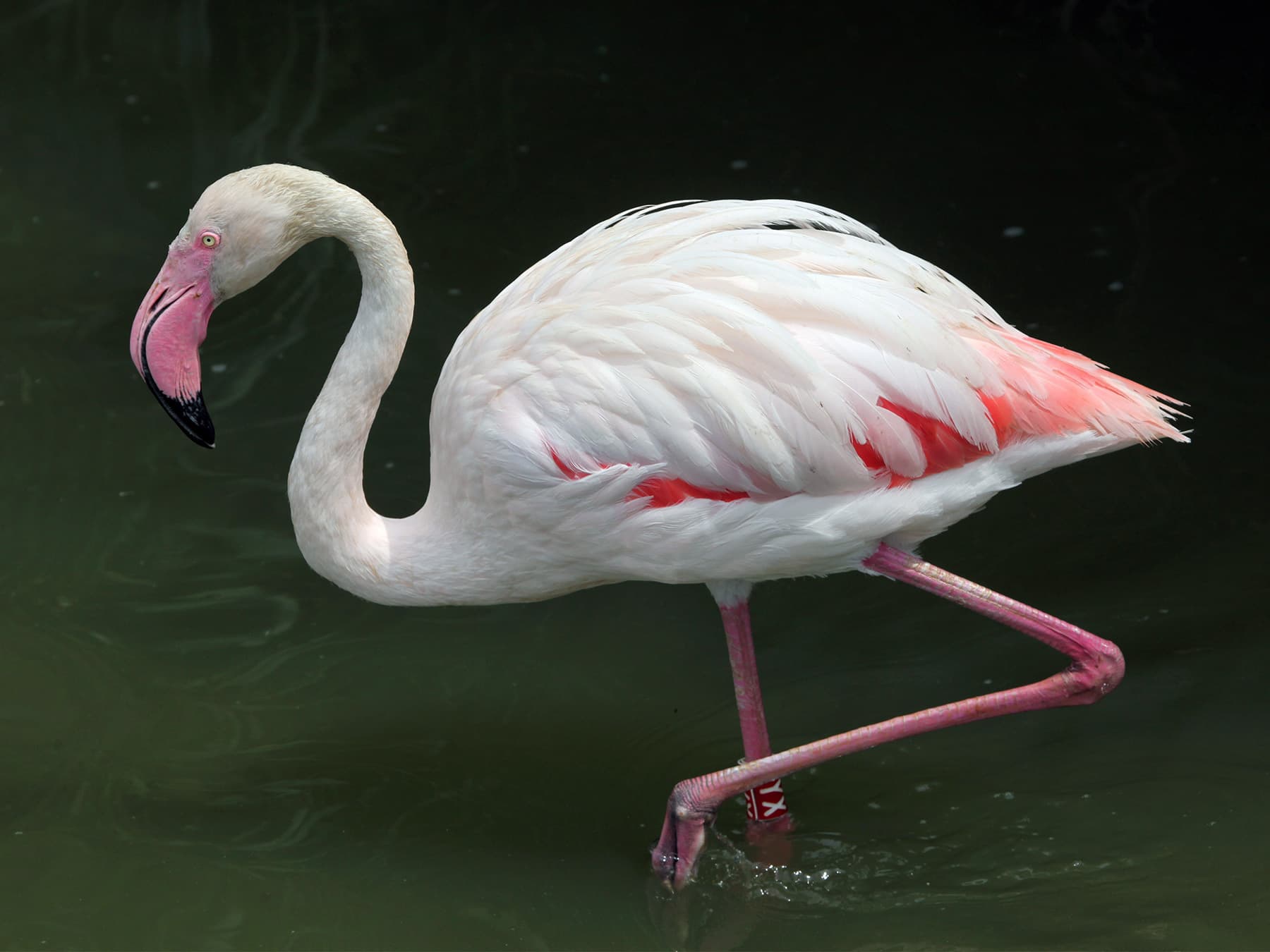 Greater flamingo feeding in lake