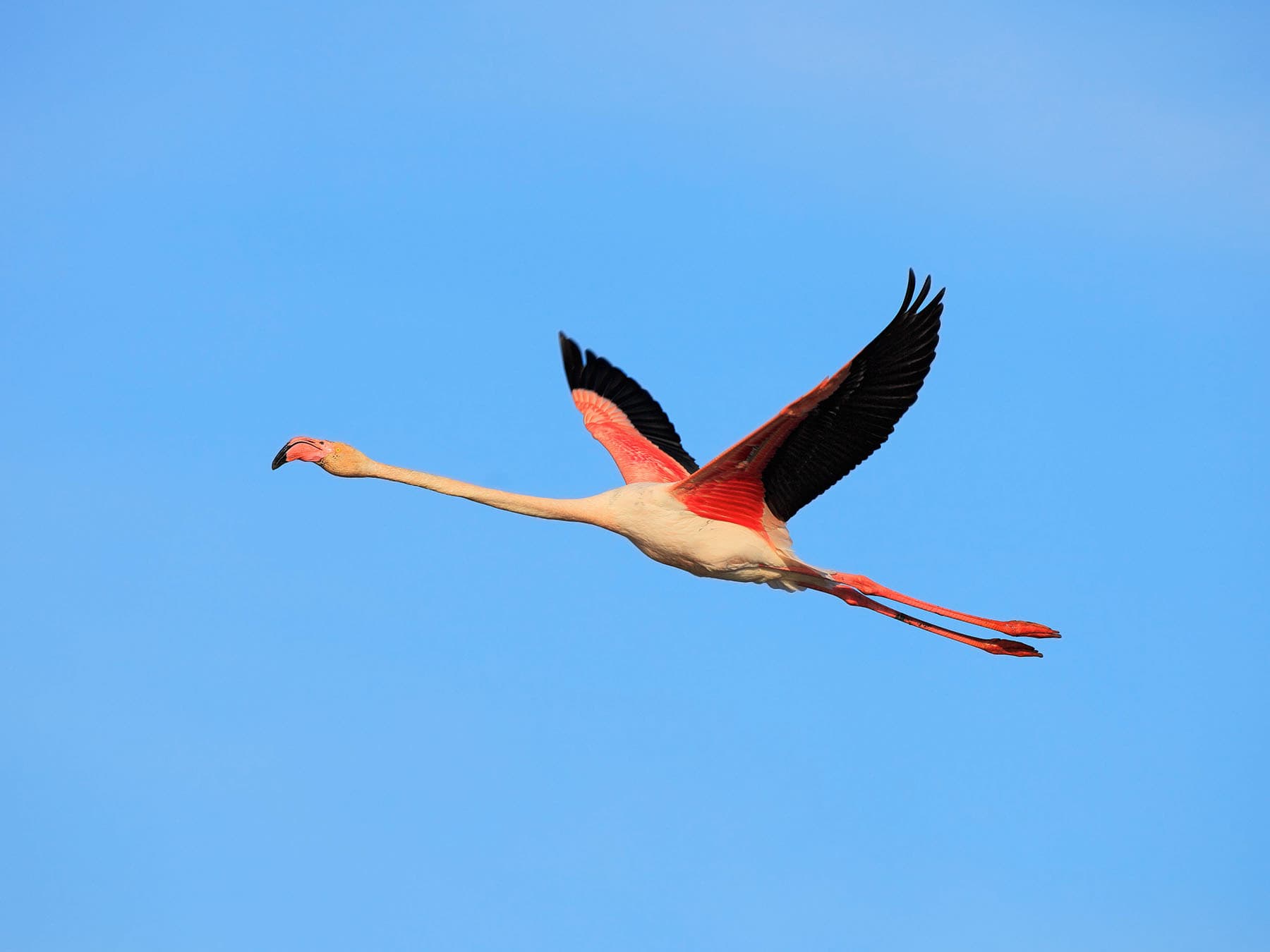 Greater flamingo in flight