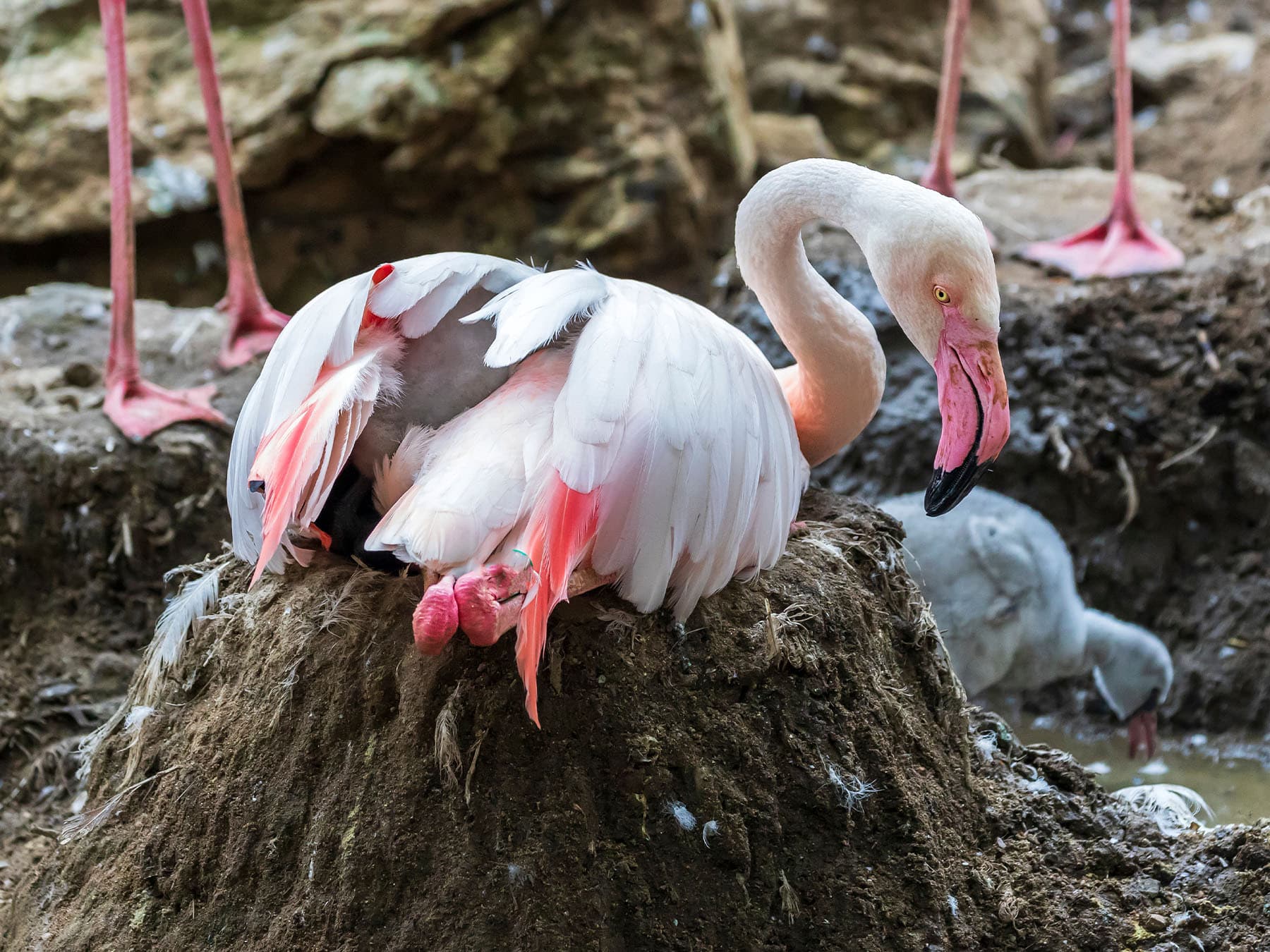 Greater flamingo on nest in colony