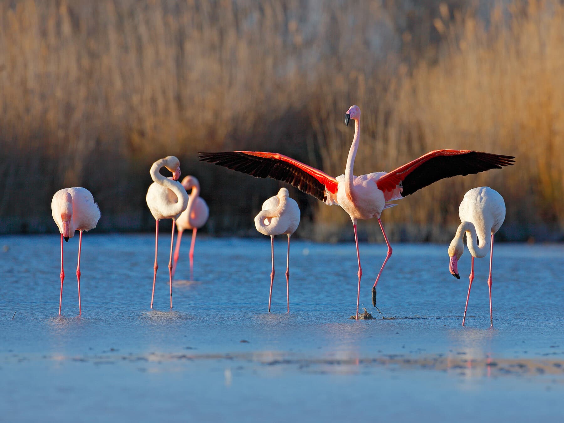 Greater flamingos 1