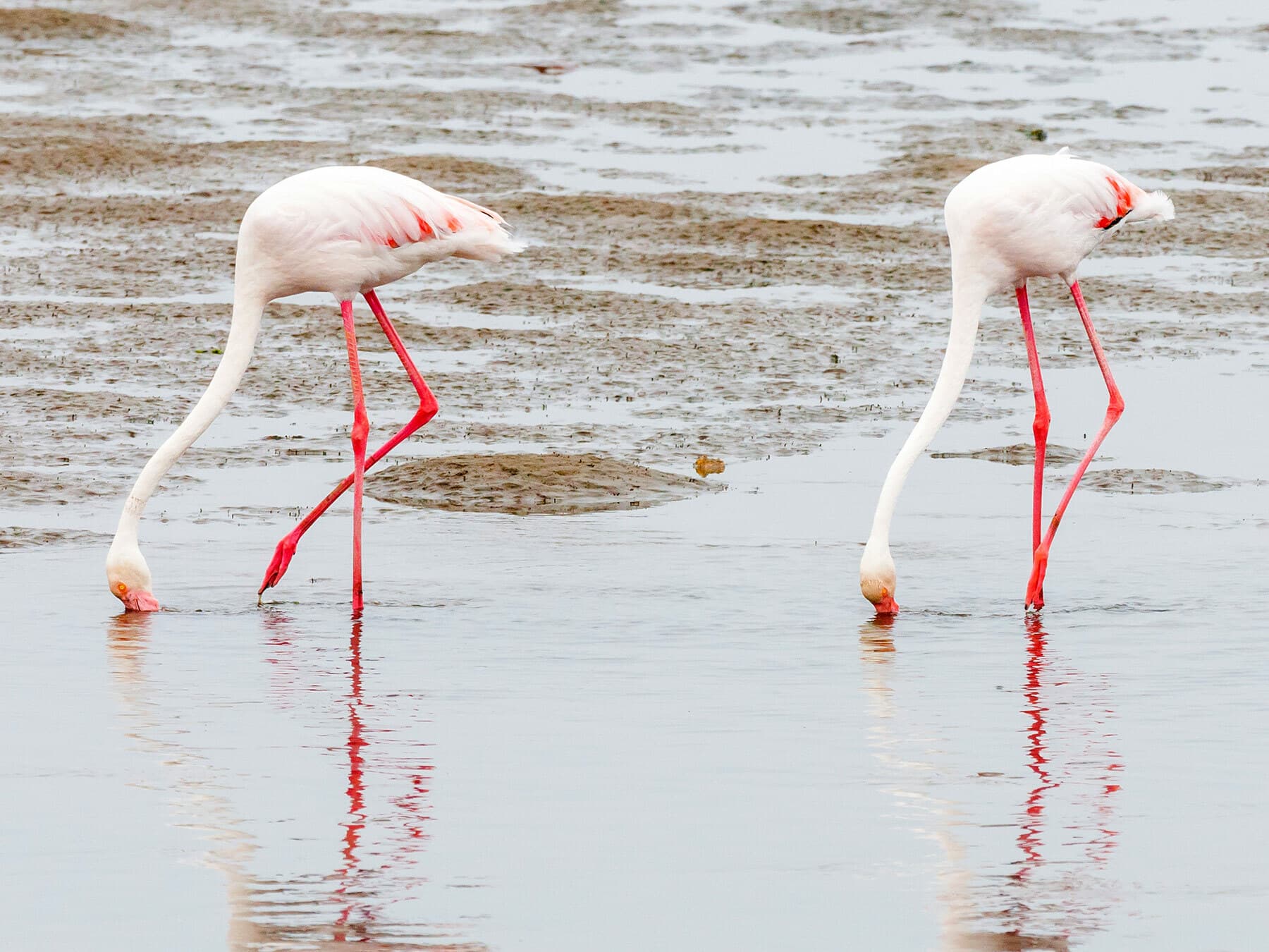 A group of Greater Flamingos feeding in shallow water with their heads upside down