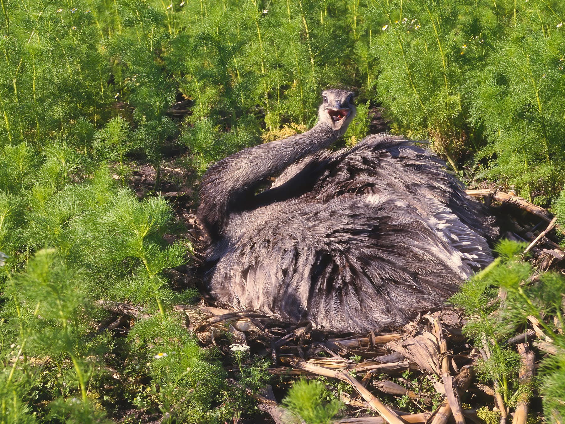 Greater rhea nesting