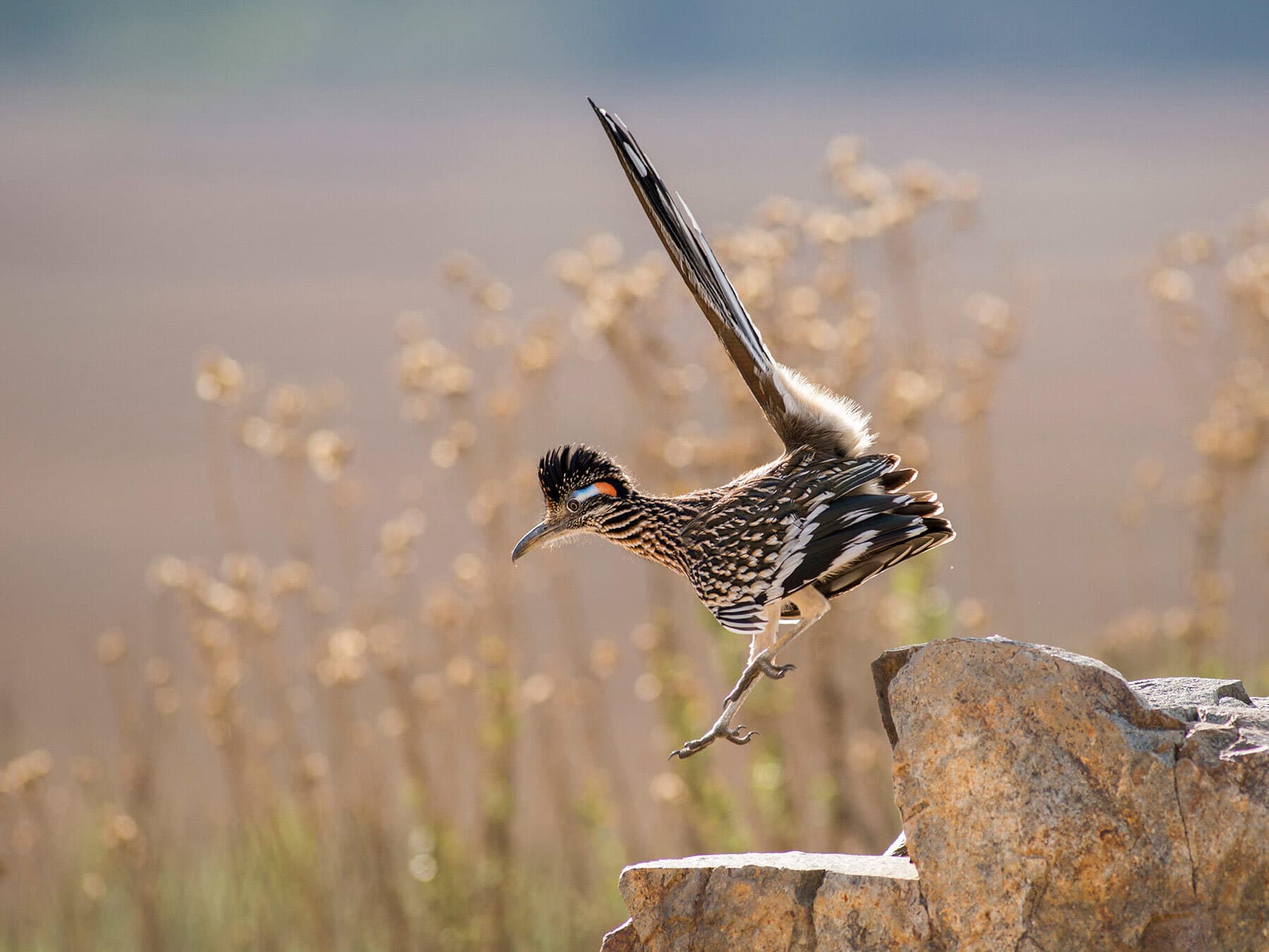 Greater roadrunner leaping