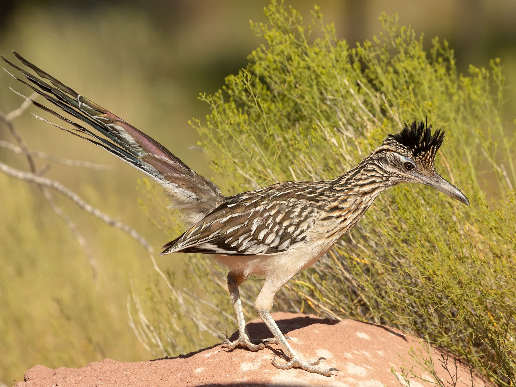 Greater roadrunner standing on sandstone rock