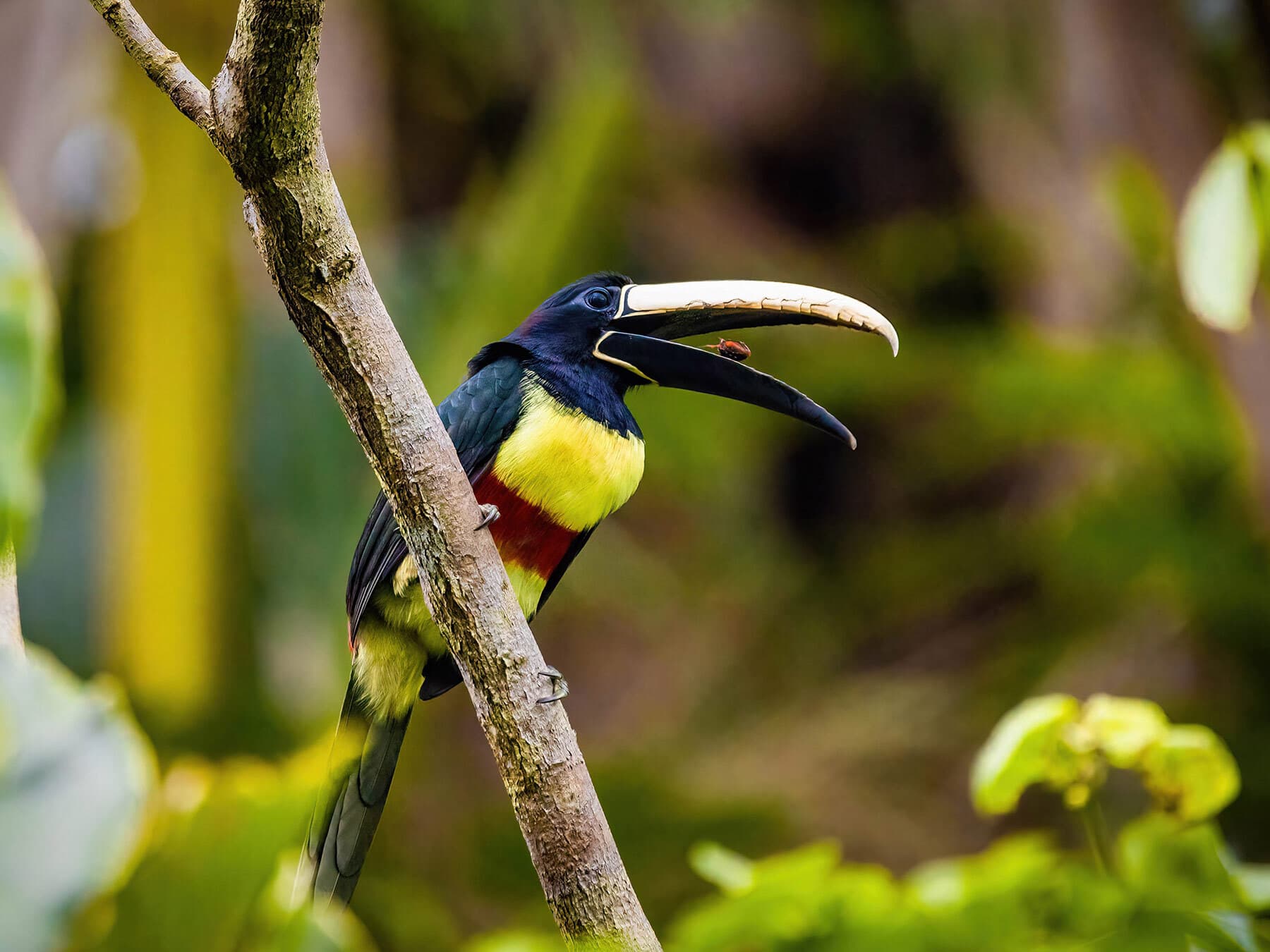 Green aracari eating fruit