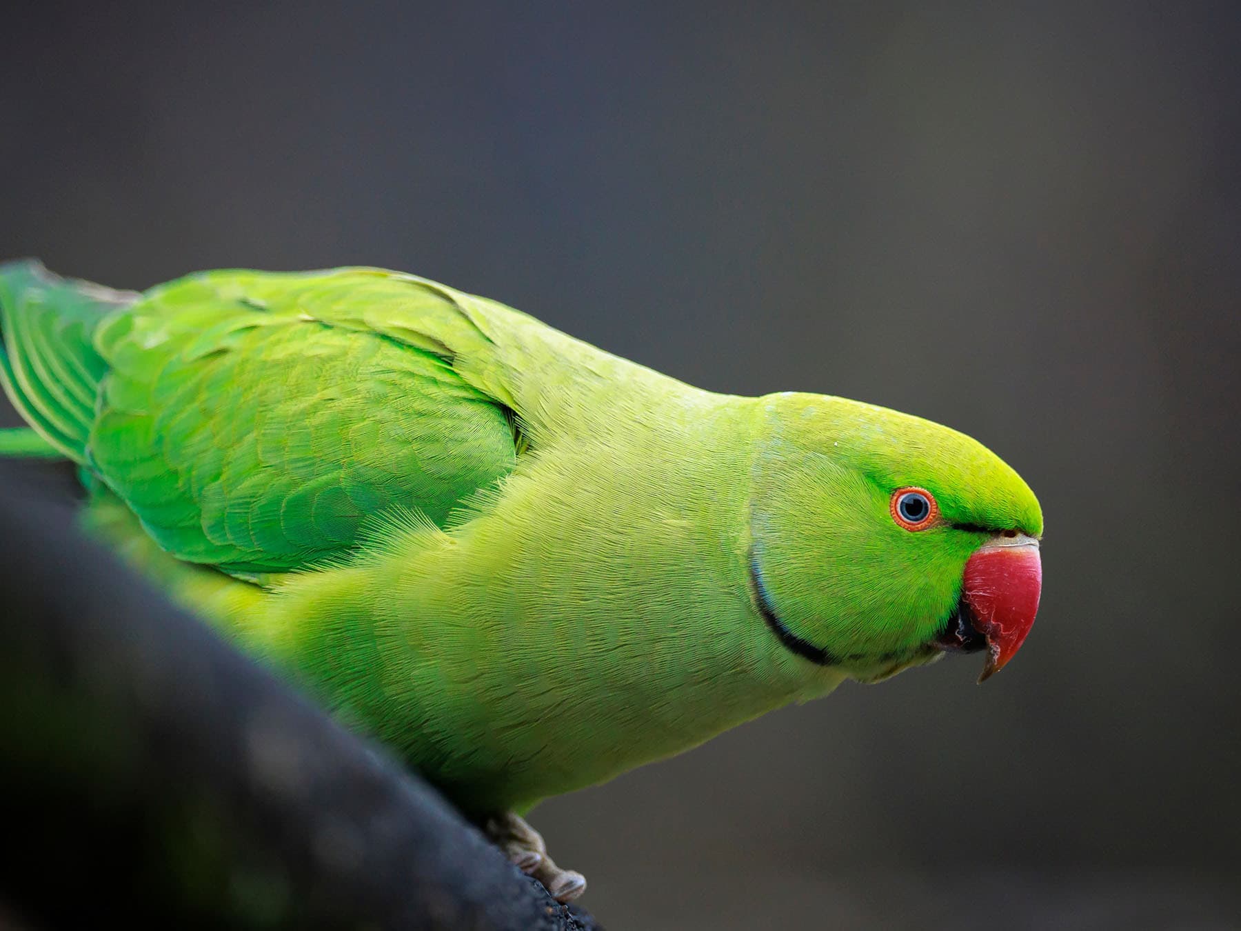 A Guide to Britain's Green Birds