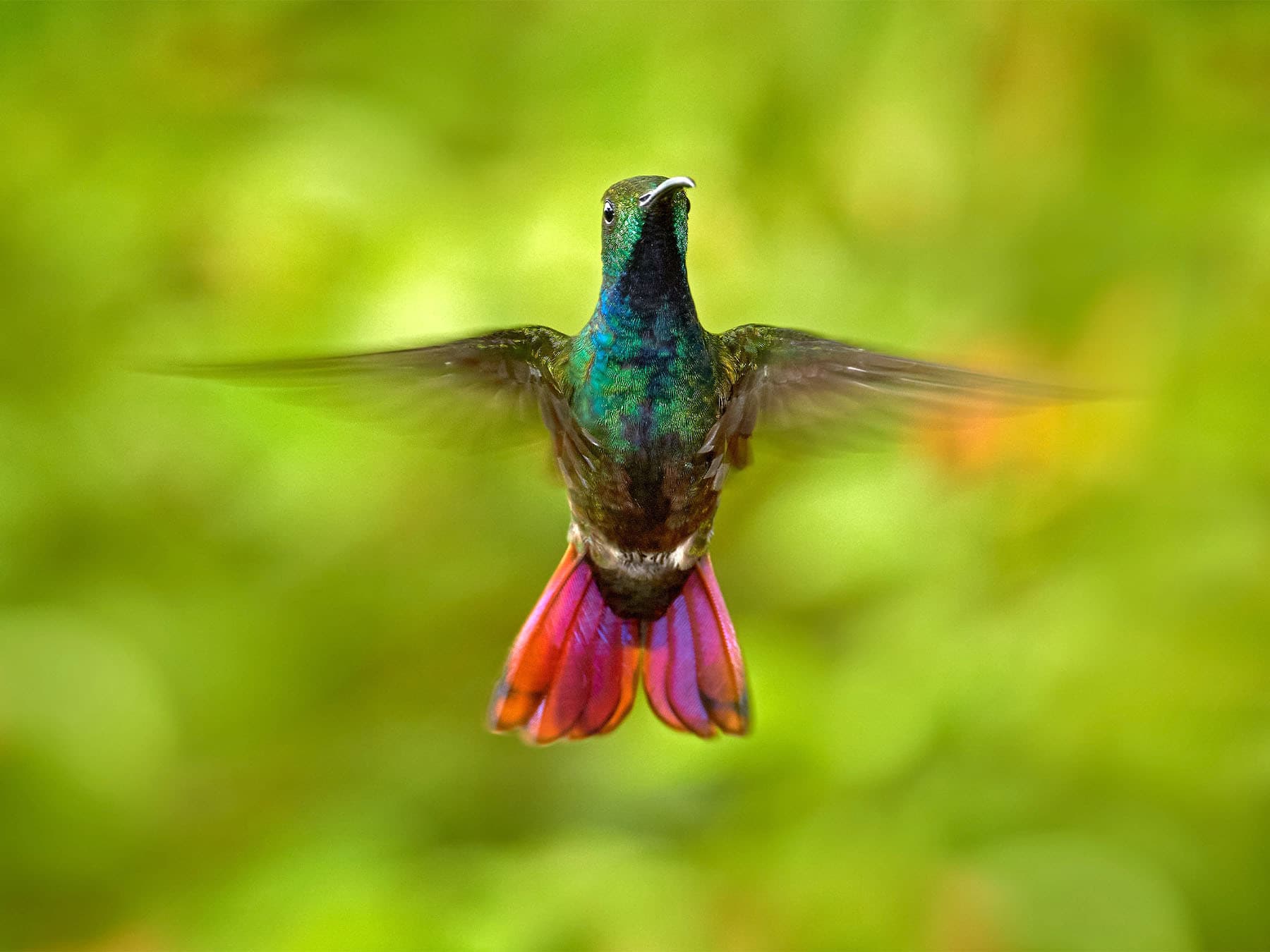 Green breasted mango hummingbird in flight
