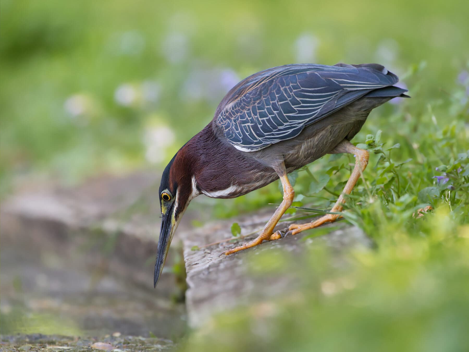 Green heron