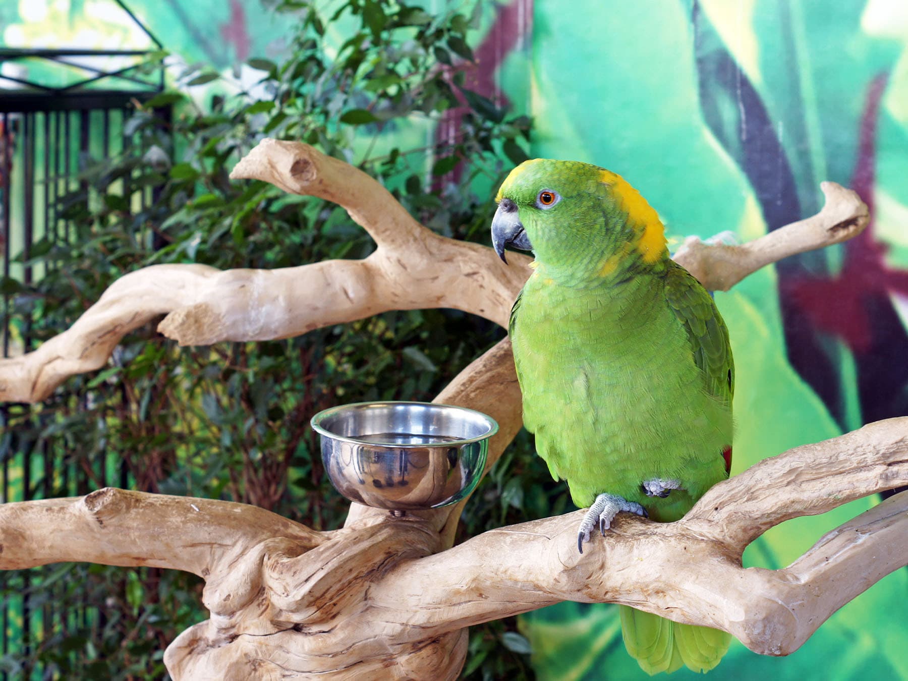 Green parrot in large cage