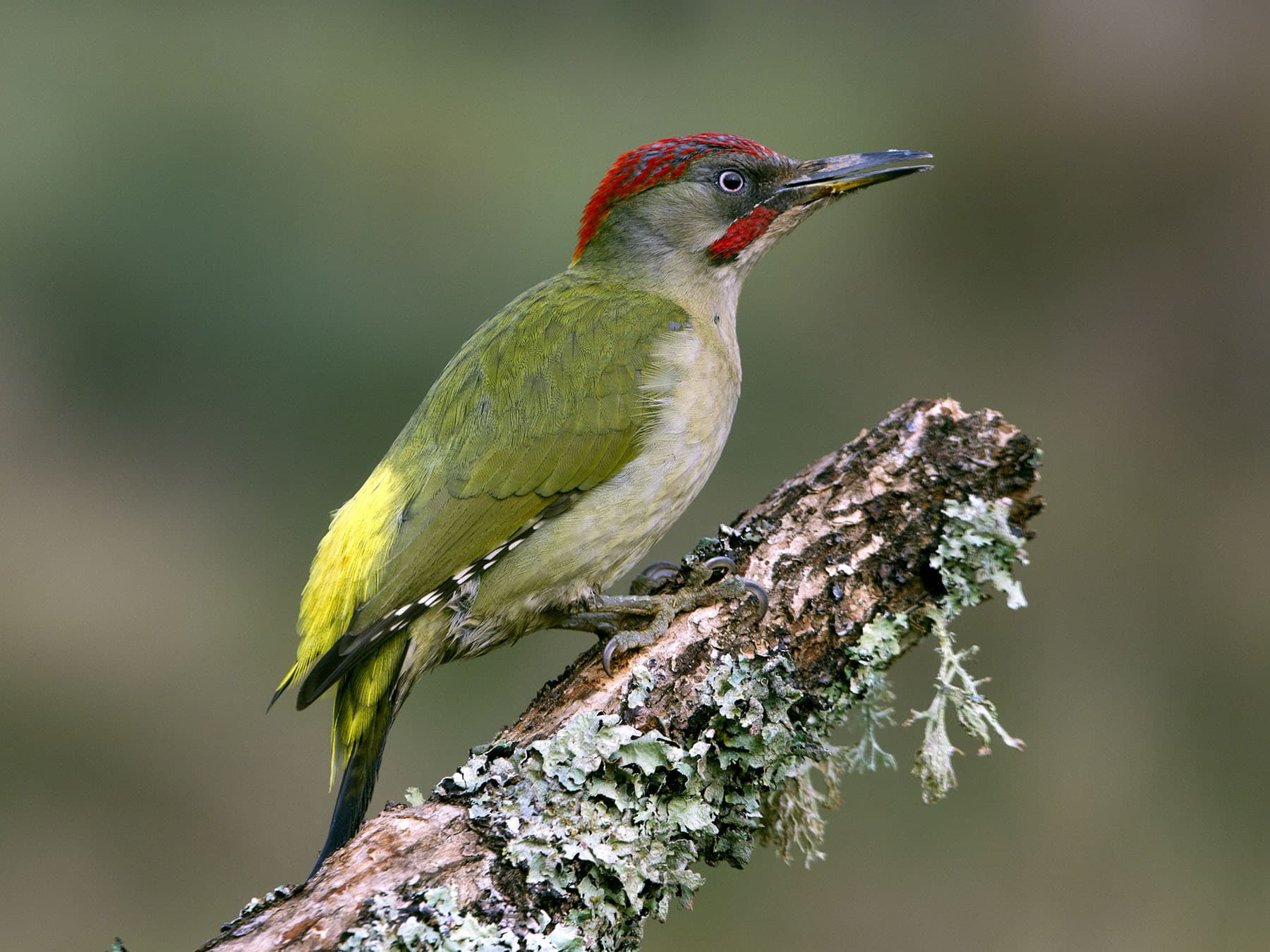 Green woodpecker close up