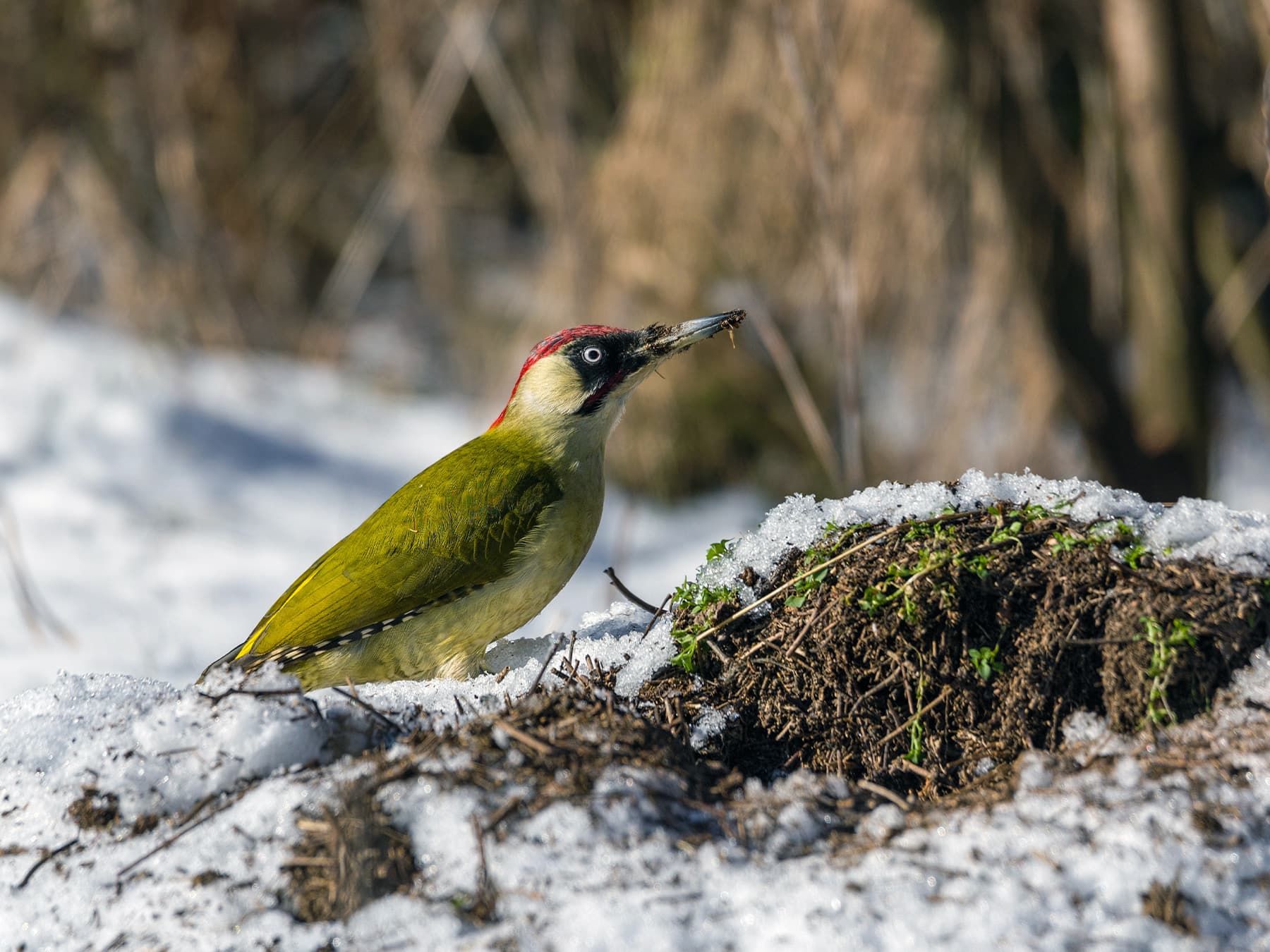 Green woodpecker in winter eating from ant nest