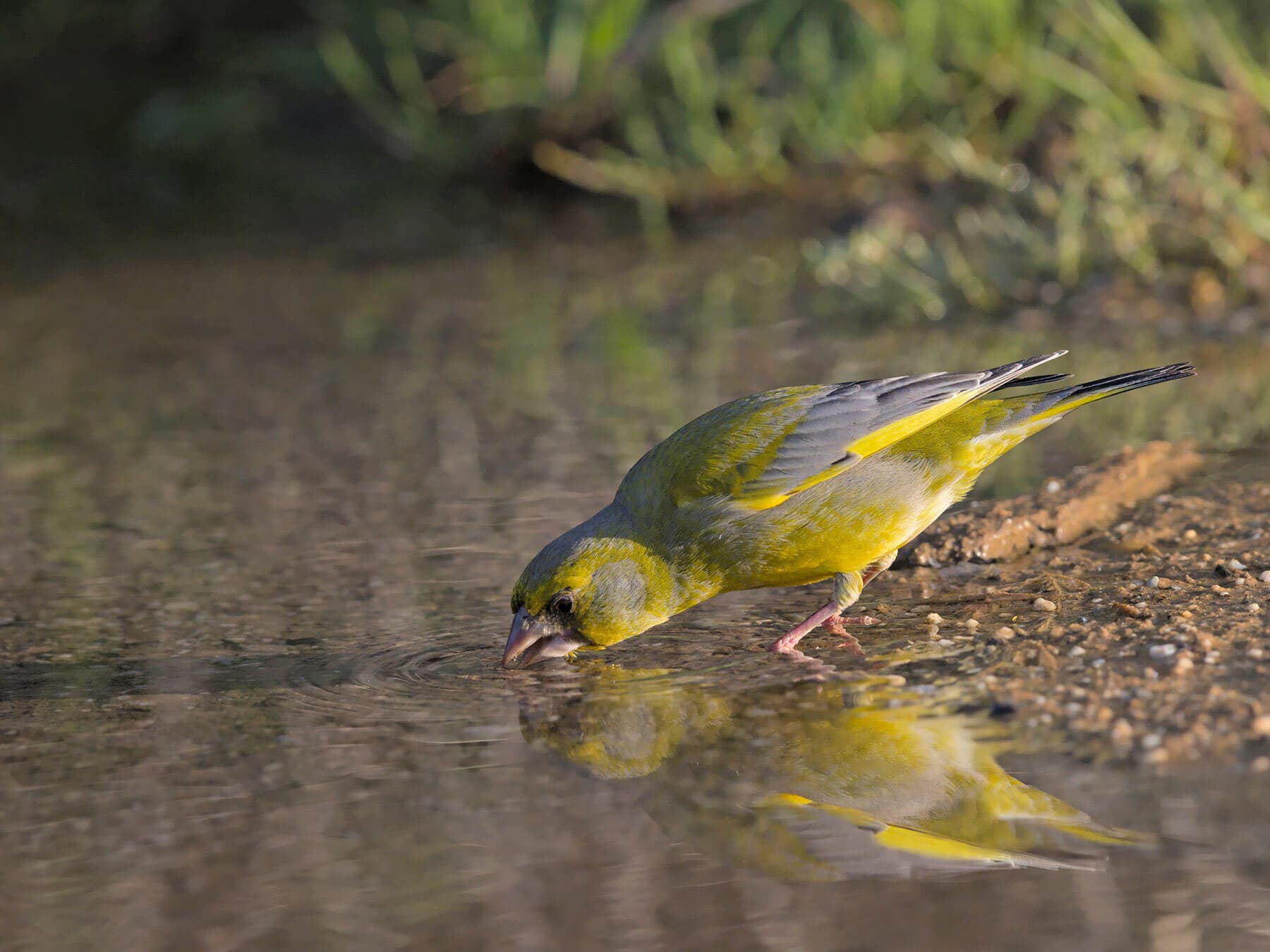 Greenfinch drinking water