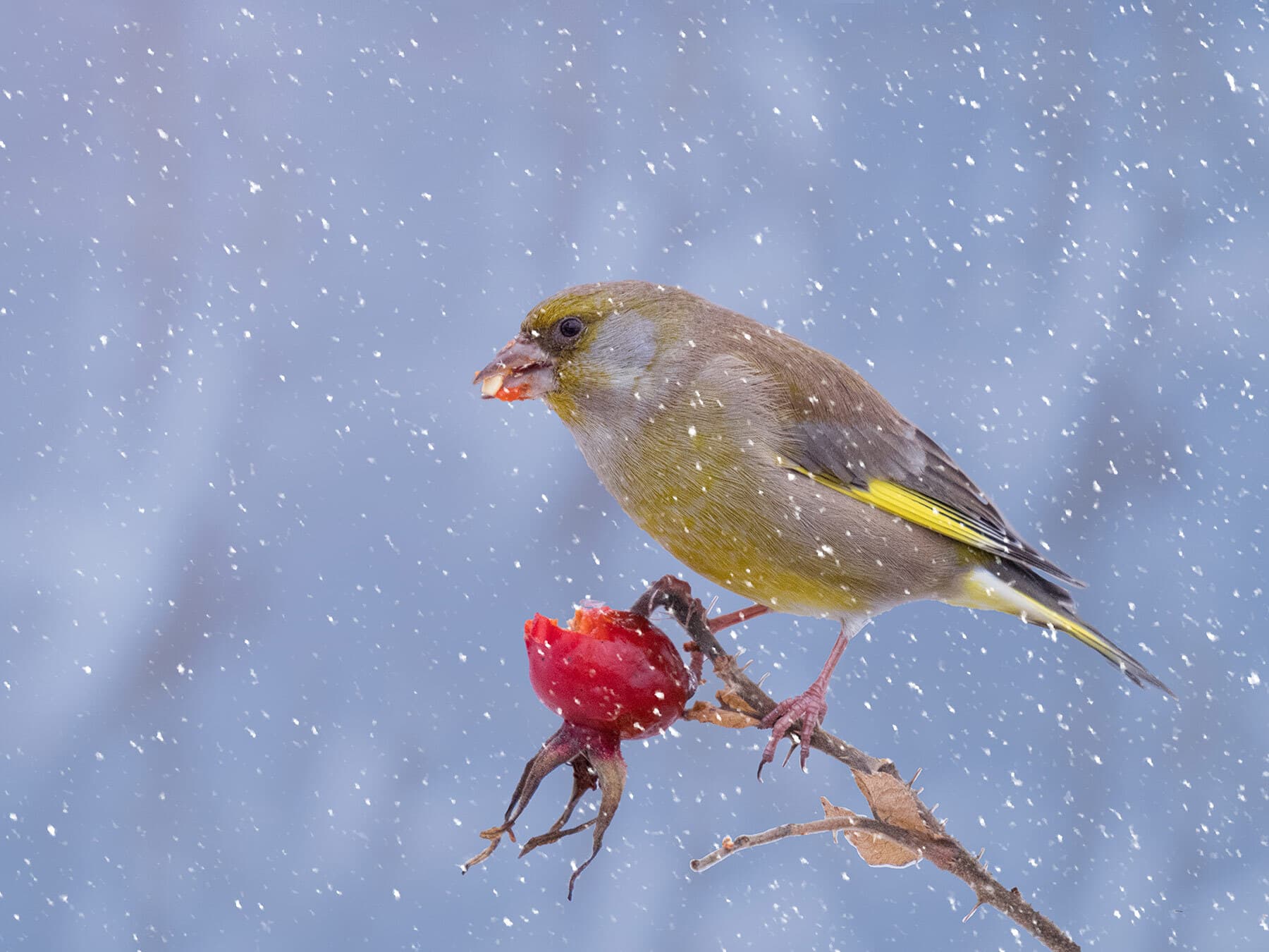 Greenfinch eating in winter