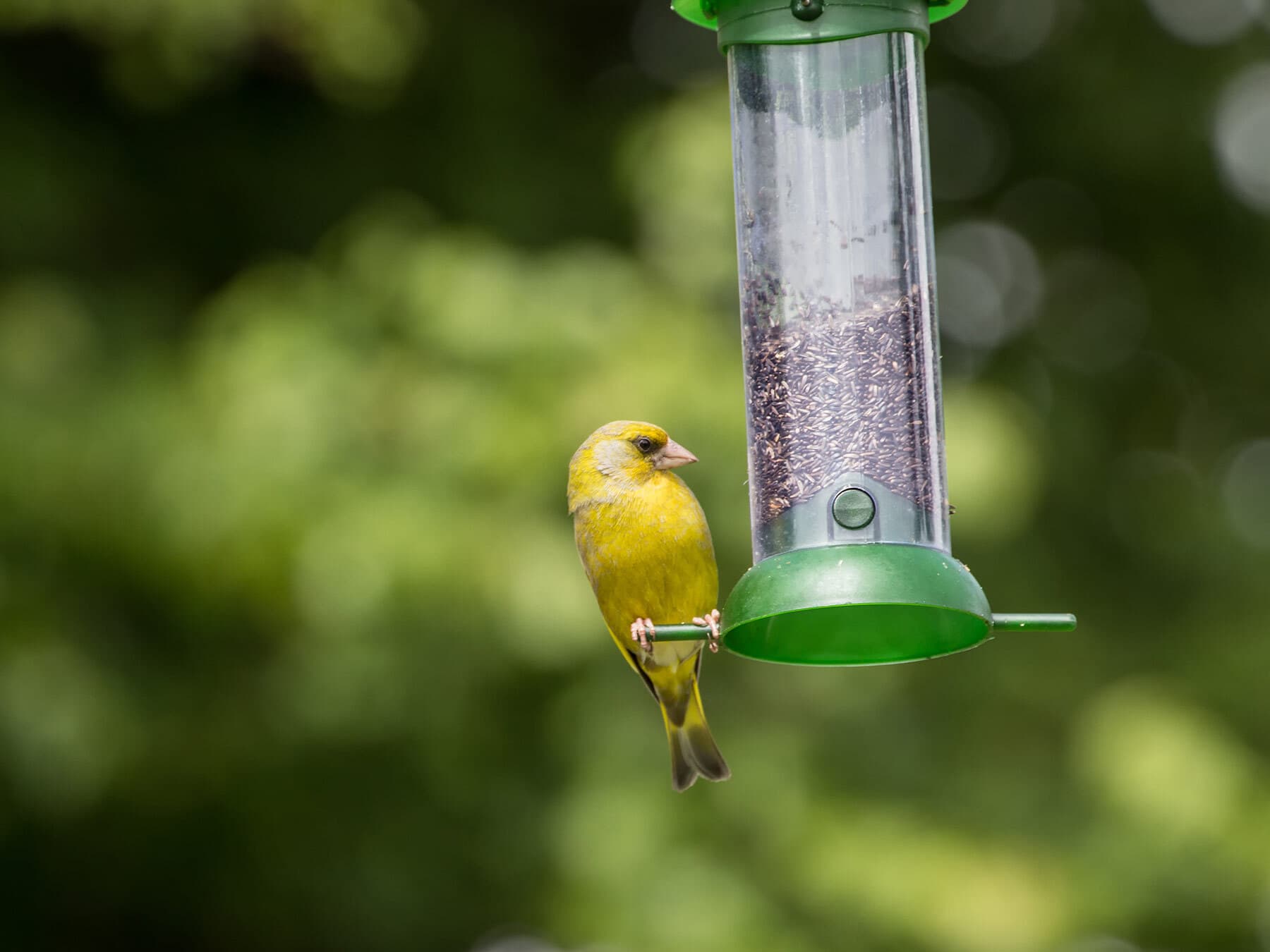 Greenfinch eating nyjer seed