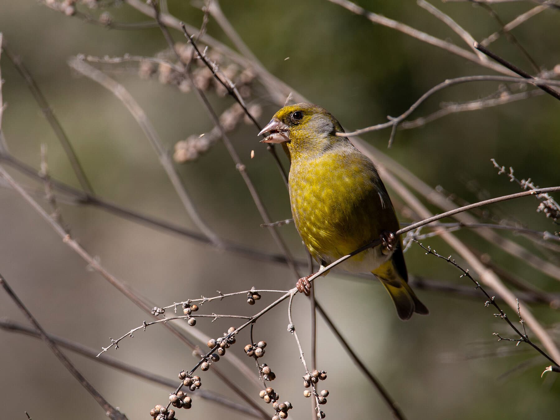 Greenfinch eating seeds