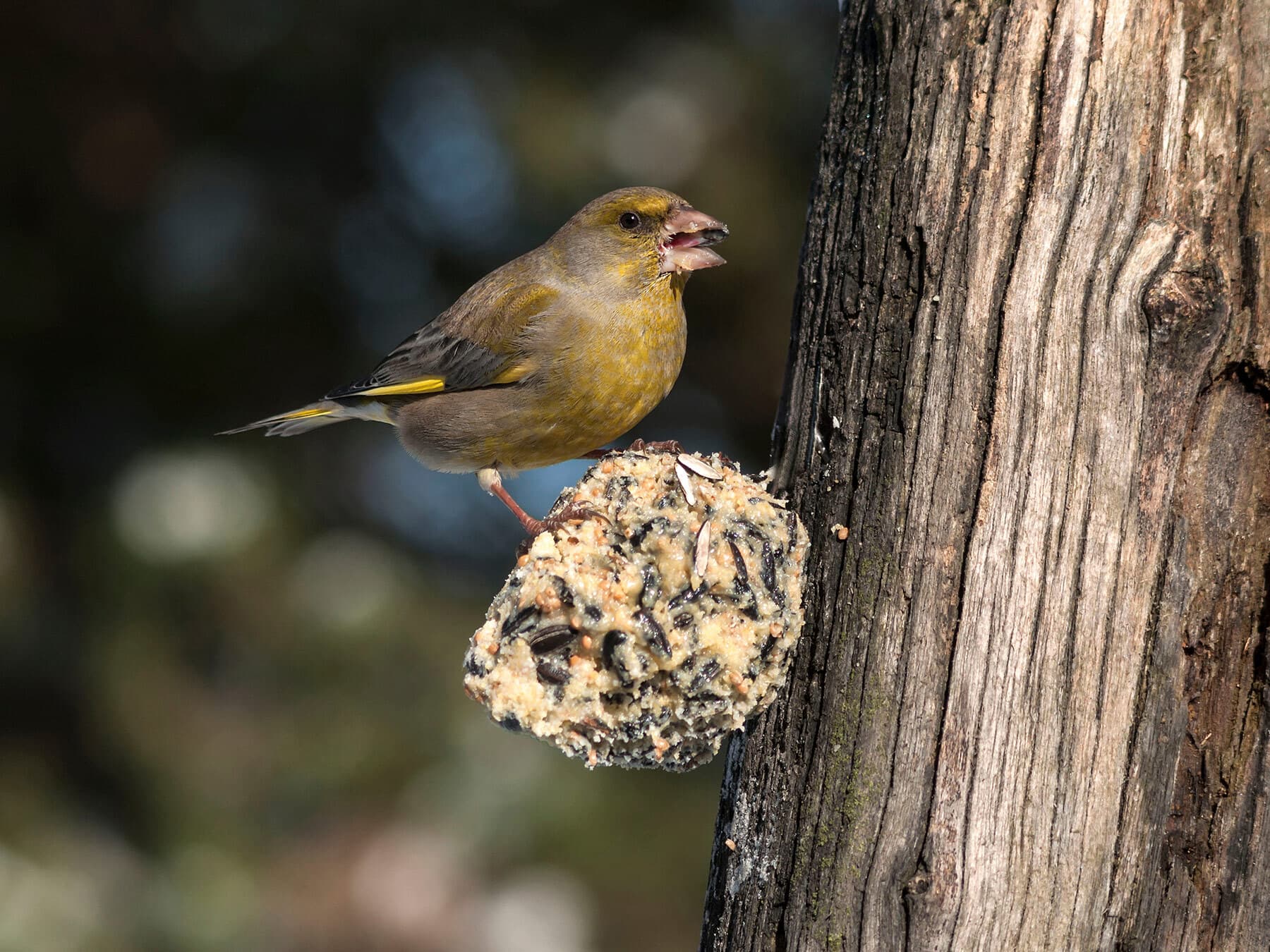 Greenfinch eating suet cake