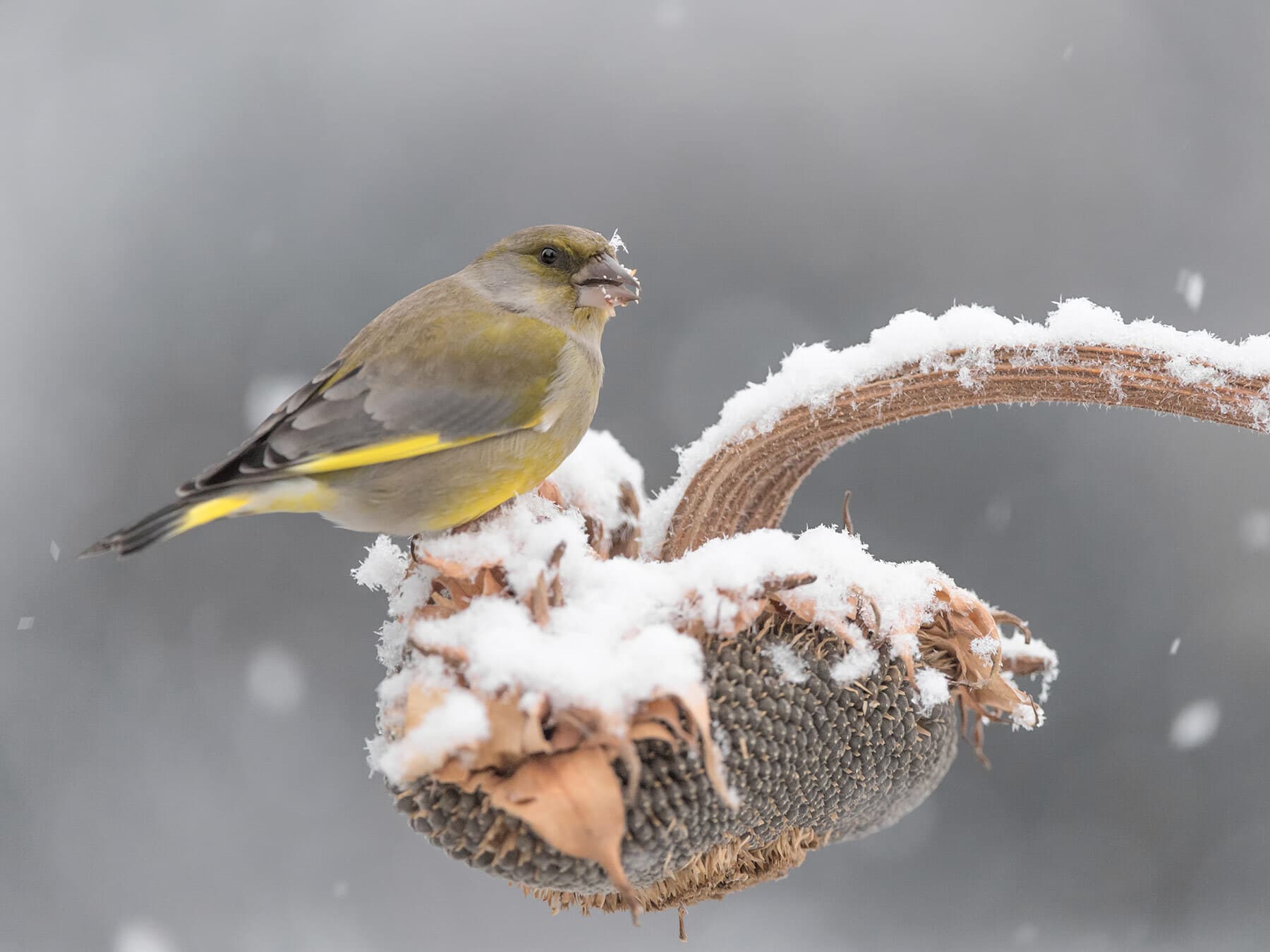 Greenfinch eating sunflower seeds