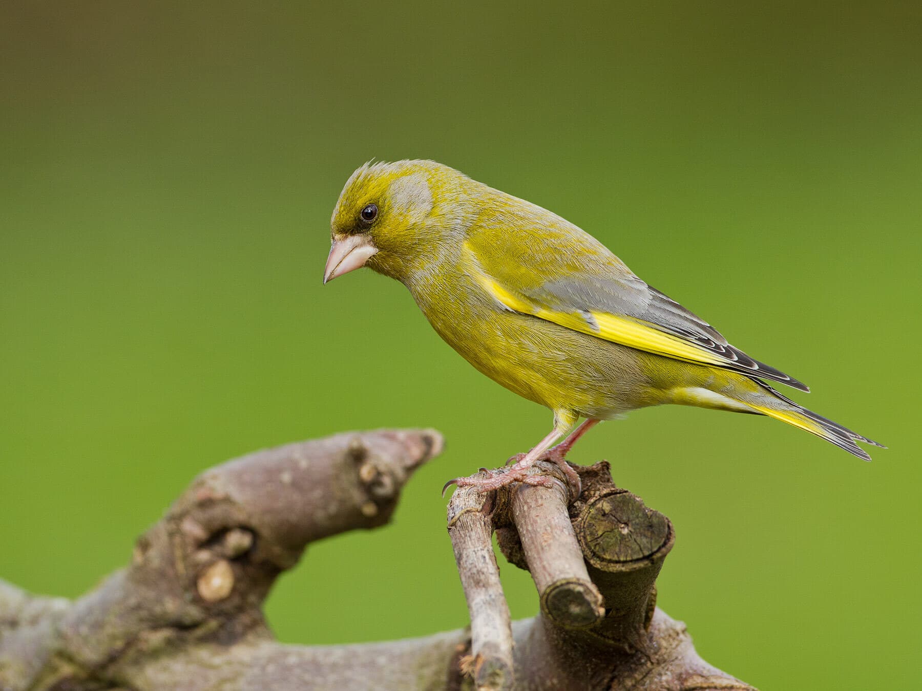 Greenfinch perched
