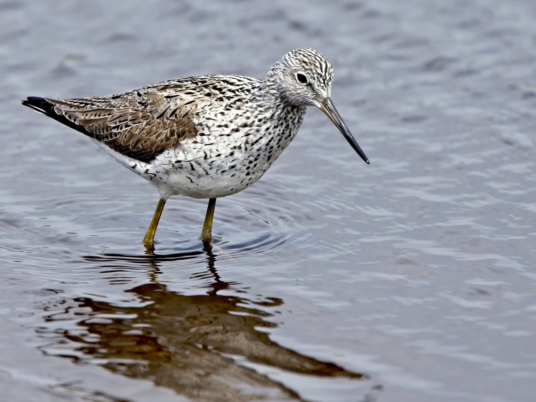 Greenshank, breeding plumage