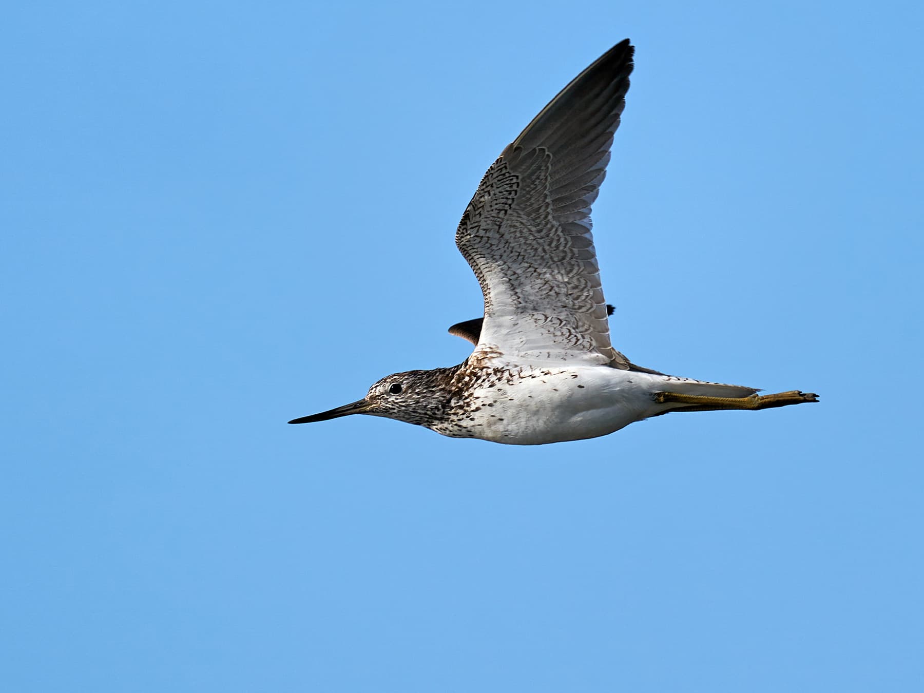 Greenshank, breeding plumage, in-flight