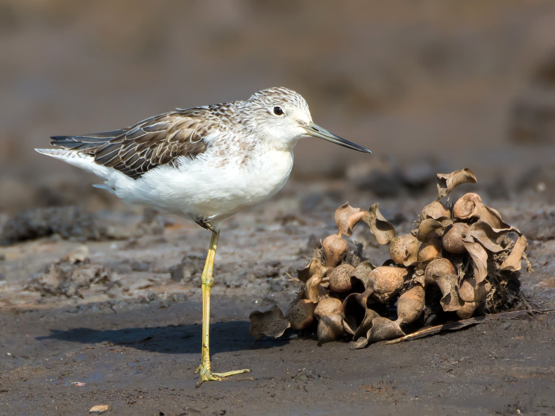 Greenshank in winter plumage in natural habitat