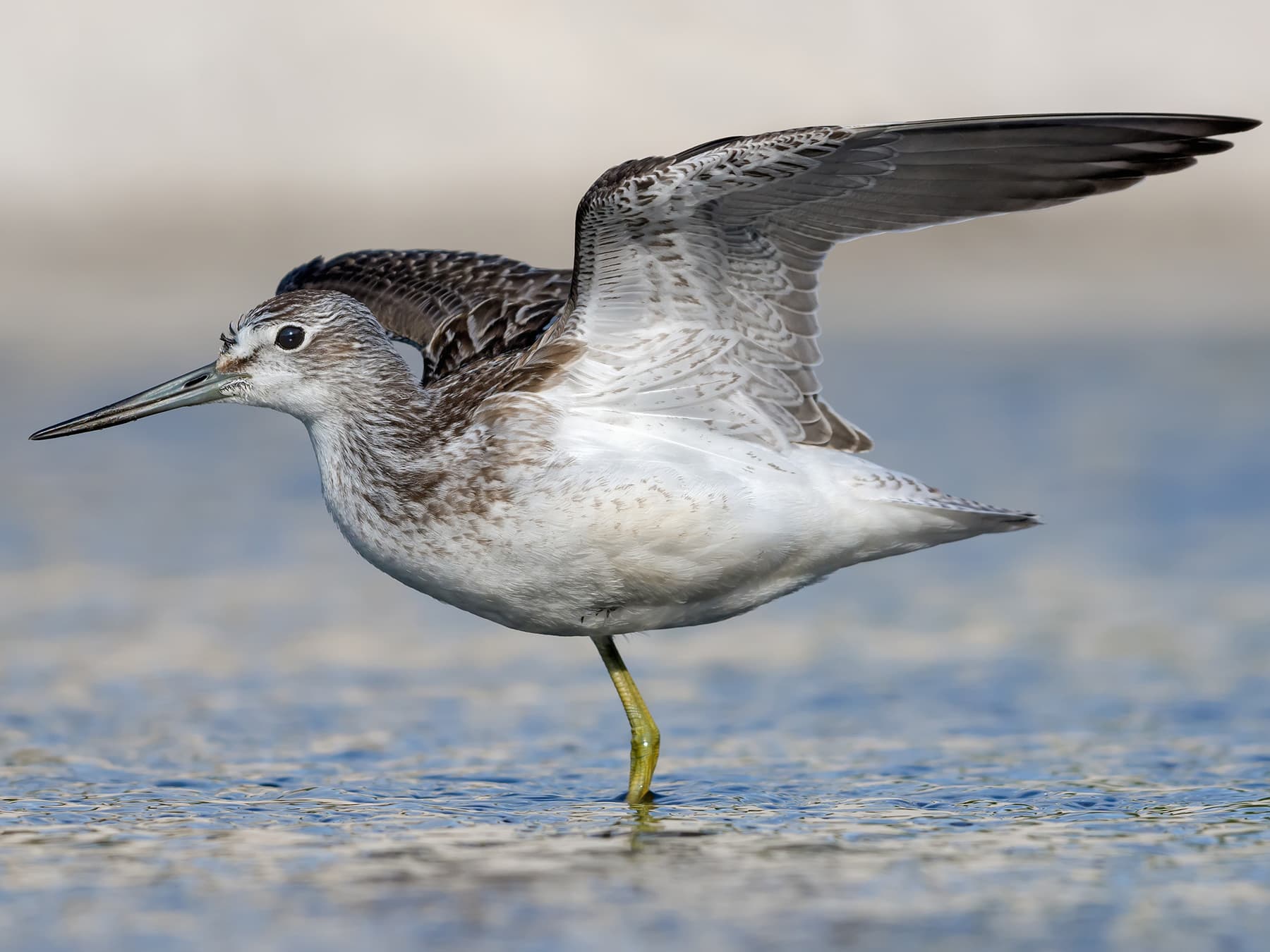 Greenshank standing on one leg in a shallow pool, stretching its wings