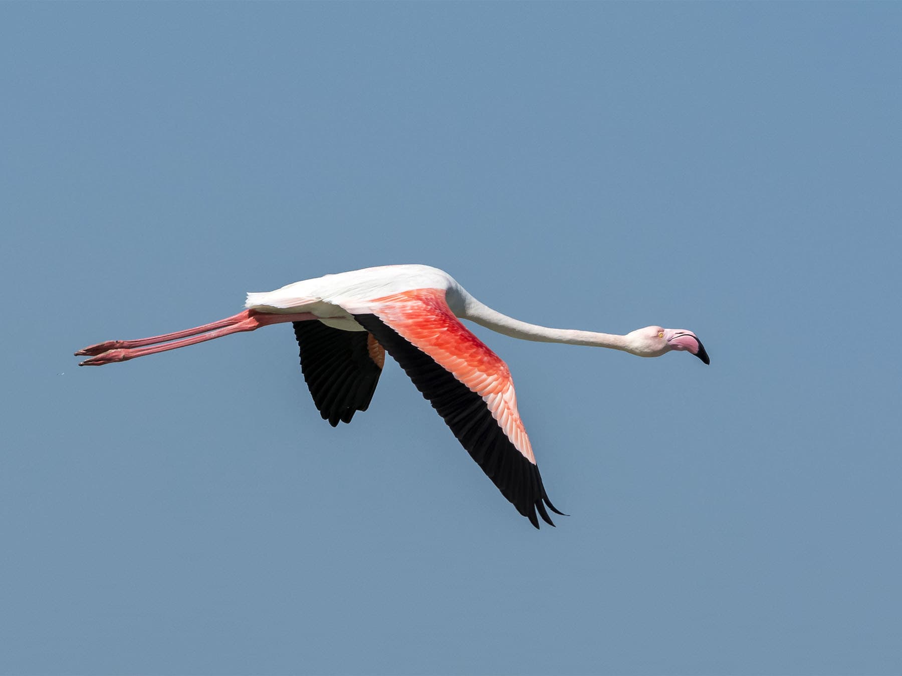 Greater flamingo in flight blue sky