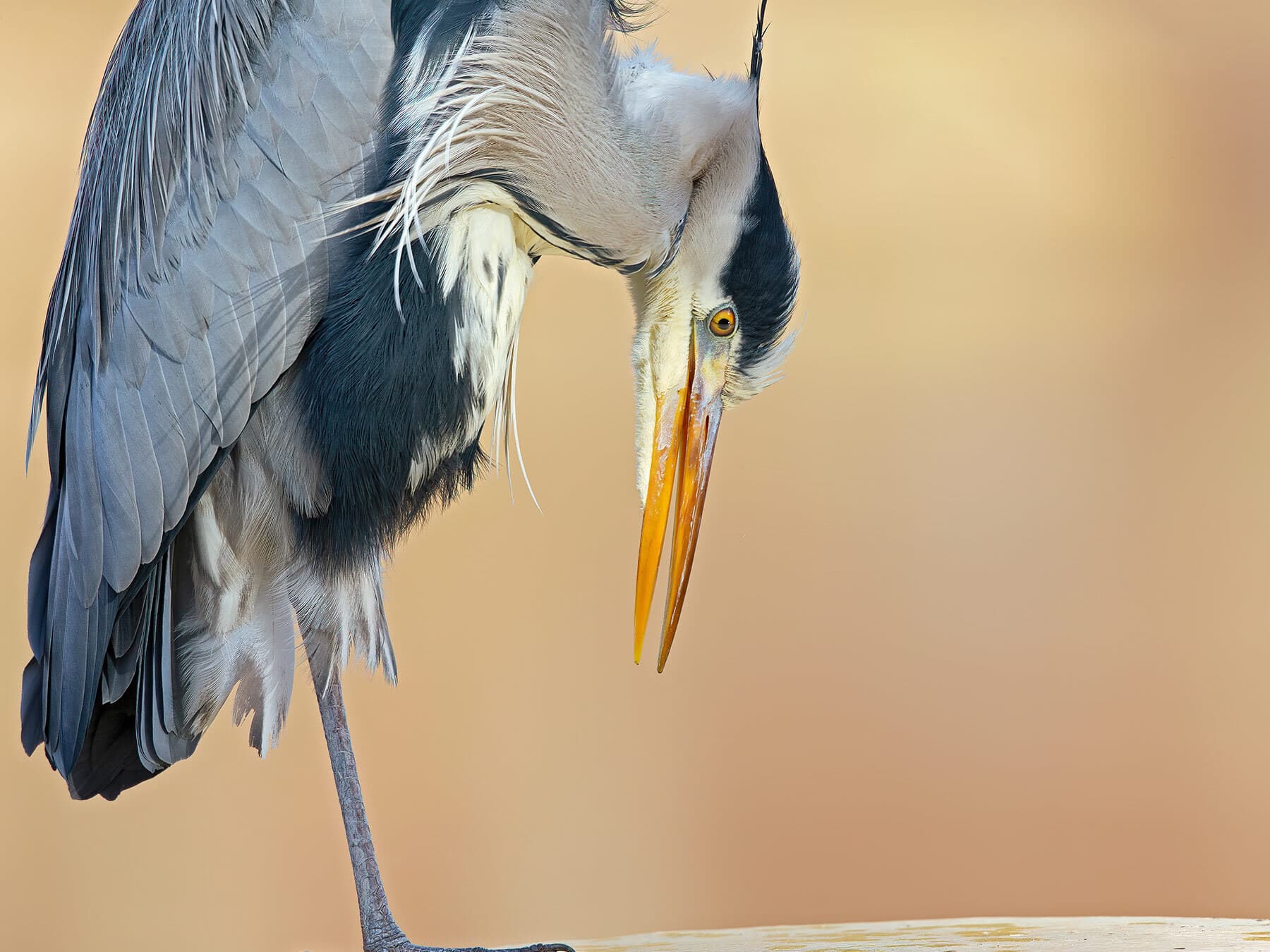 Grey heron close up