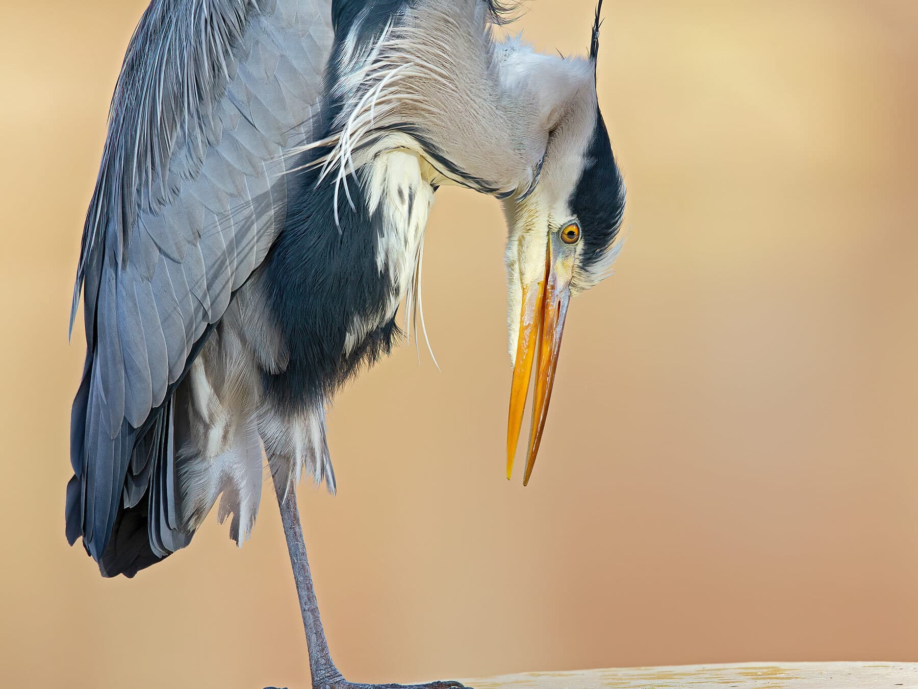 Grey heron close up