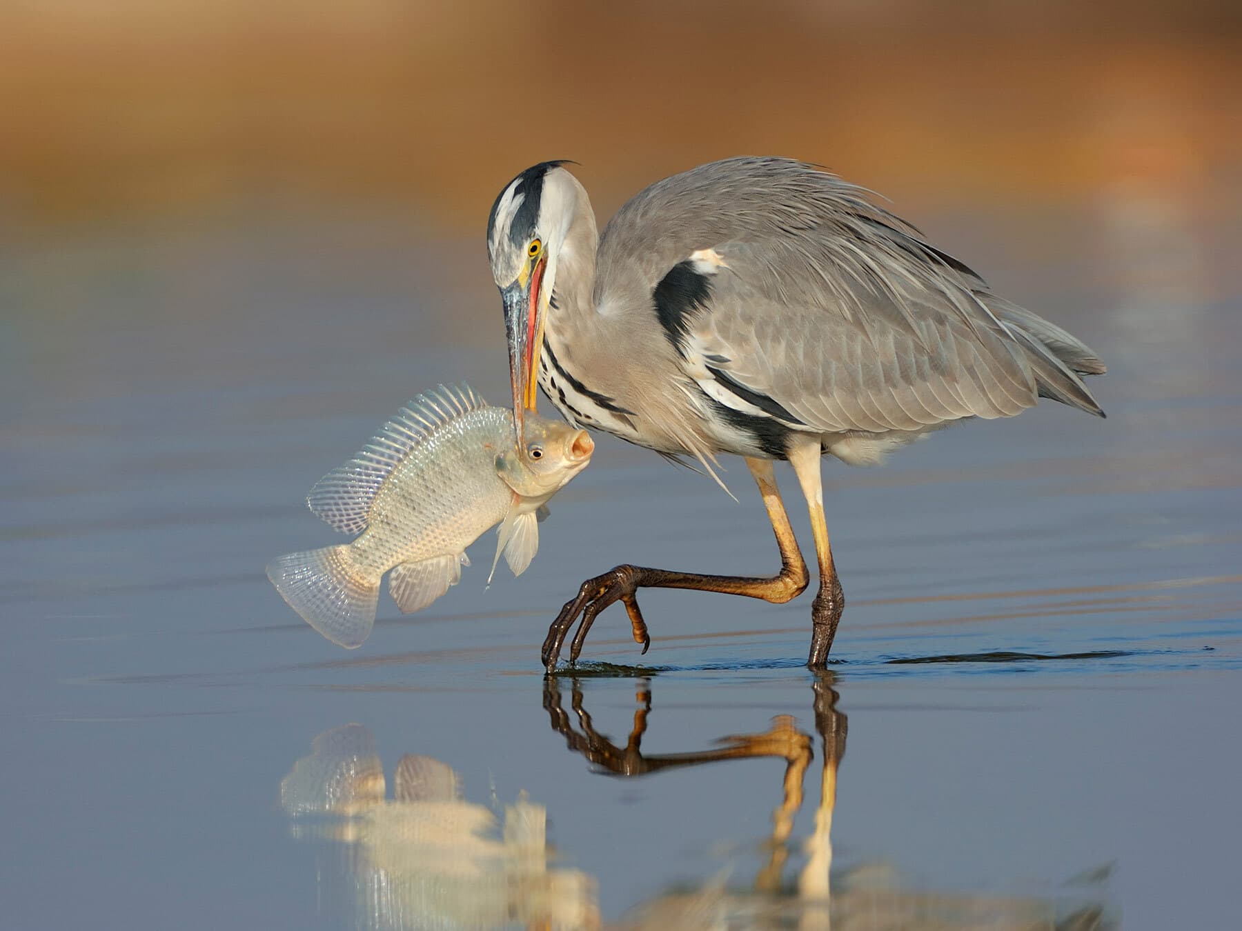 Grey heron eating fish