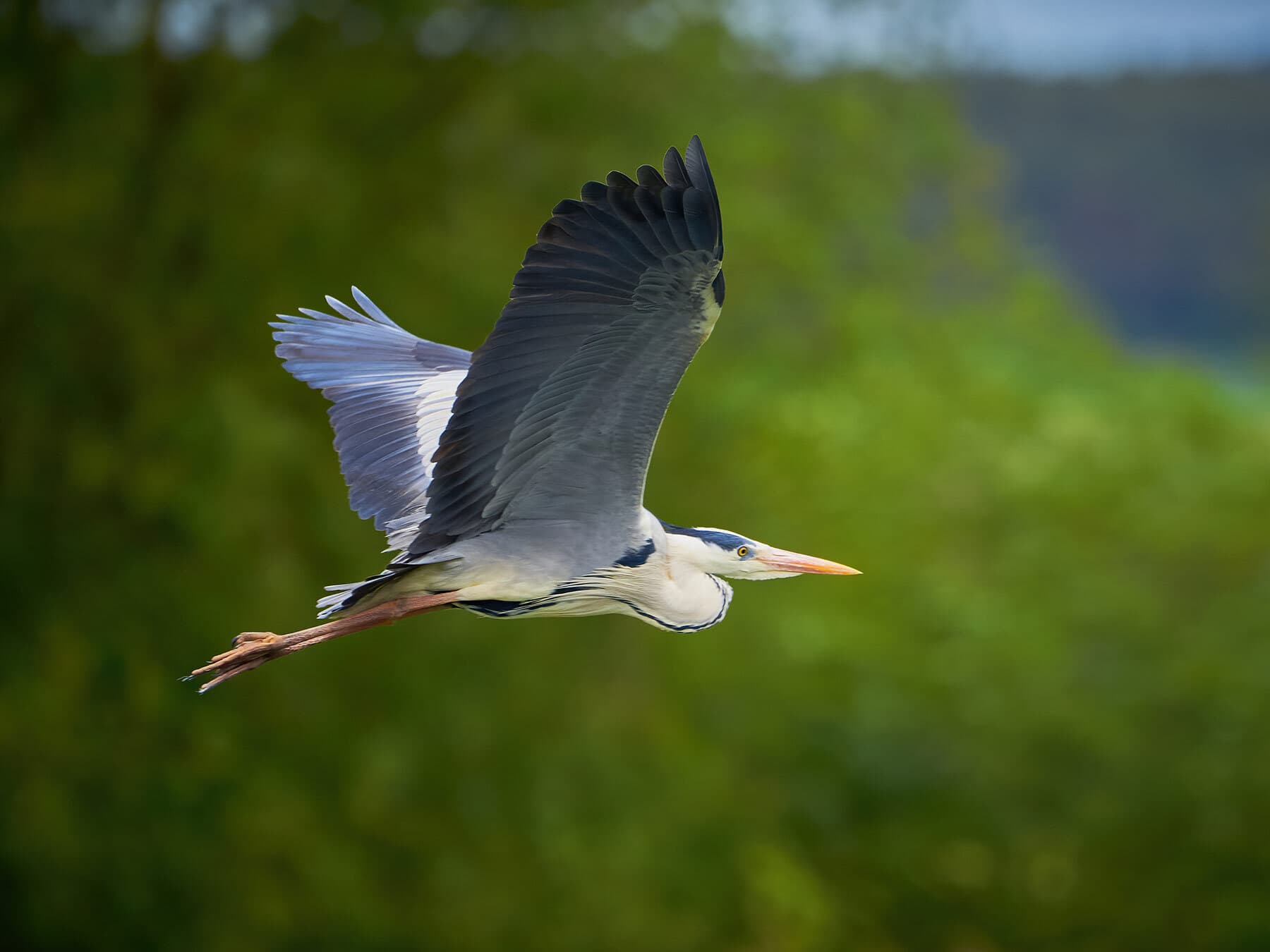 Grey heron in flight